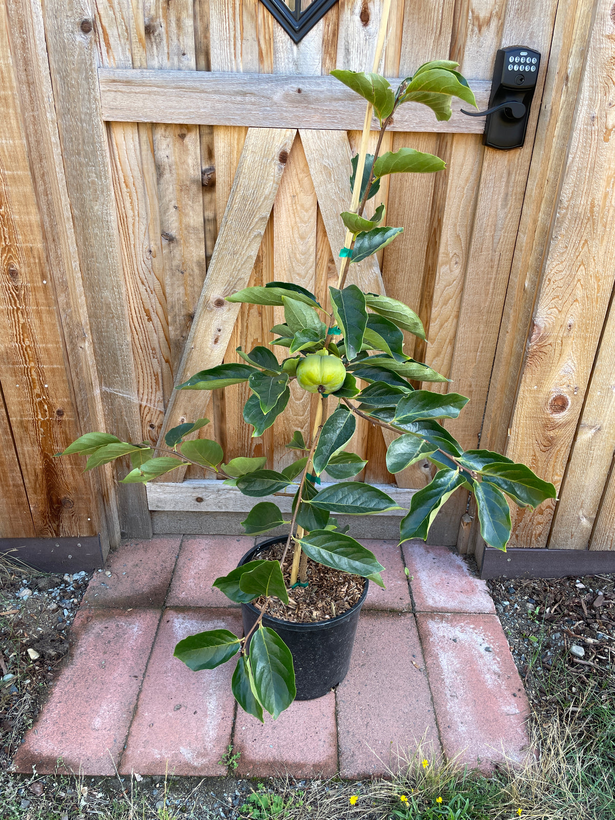 'Early Fuyu' Asian Persimmon