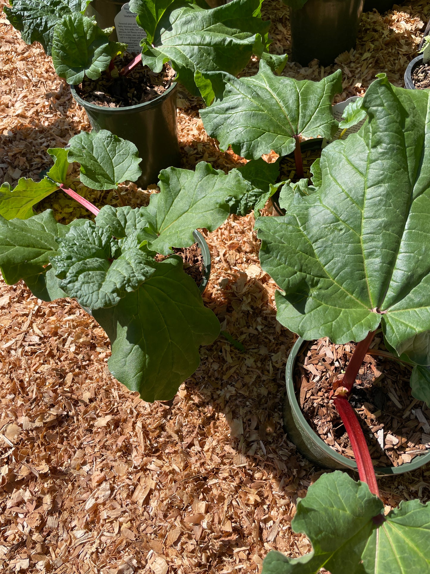 'Strawberry Red' Rhubarb Plants