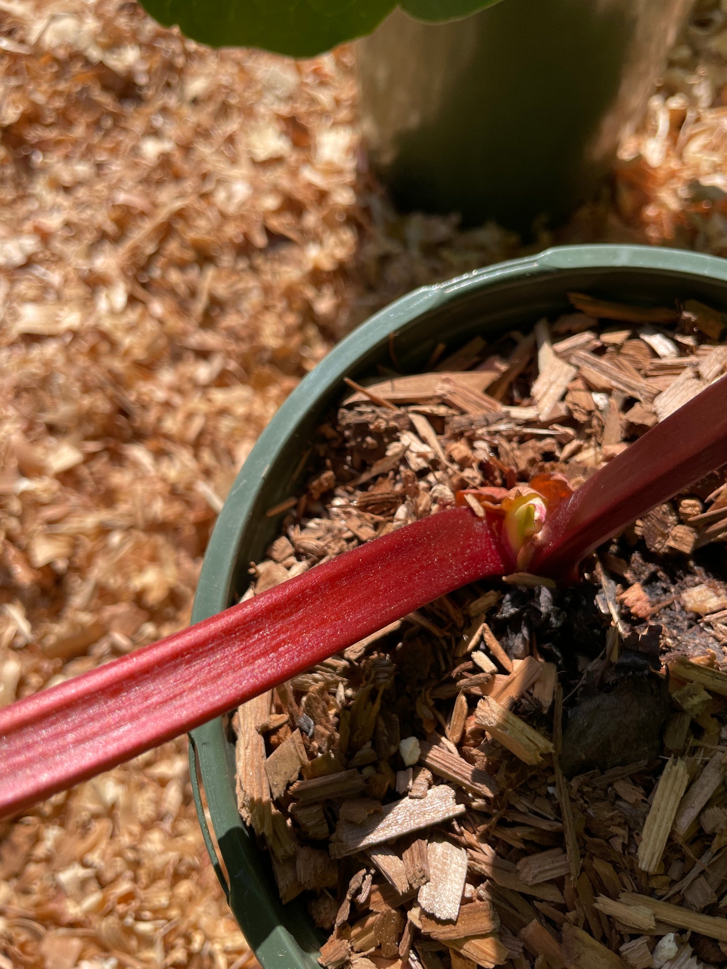 'Strawberry Red' Rhubarb Plants