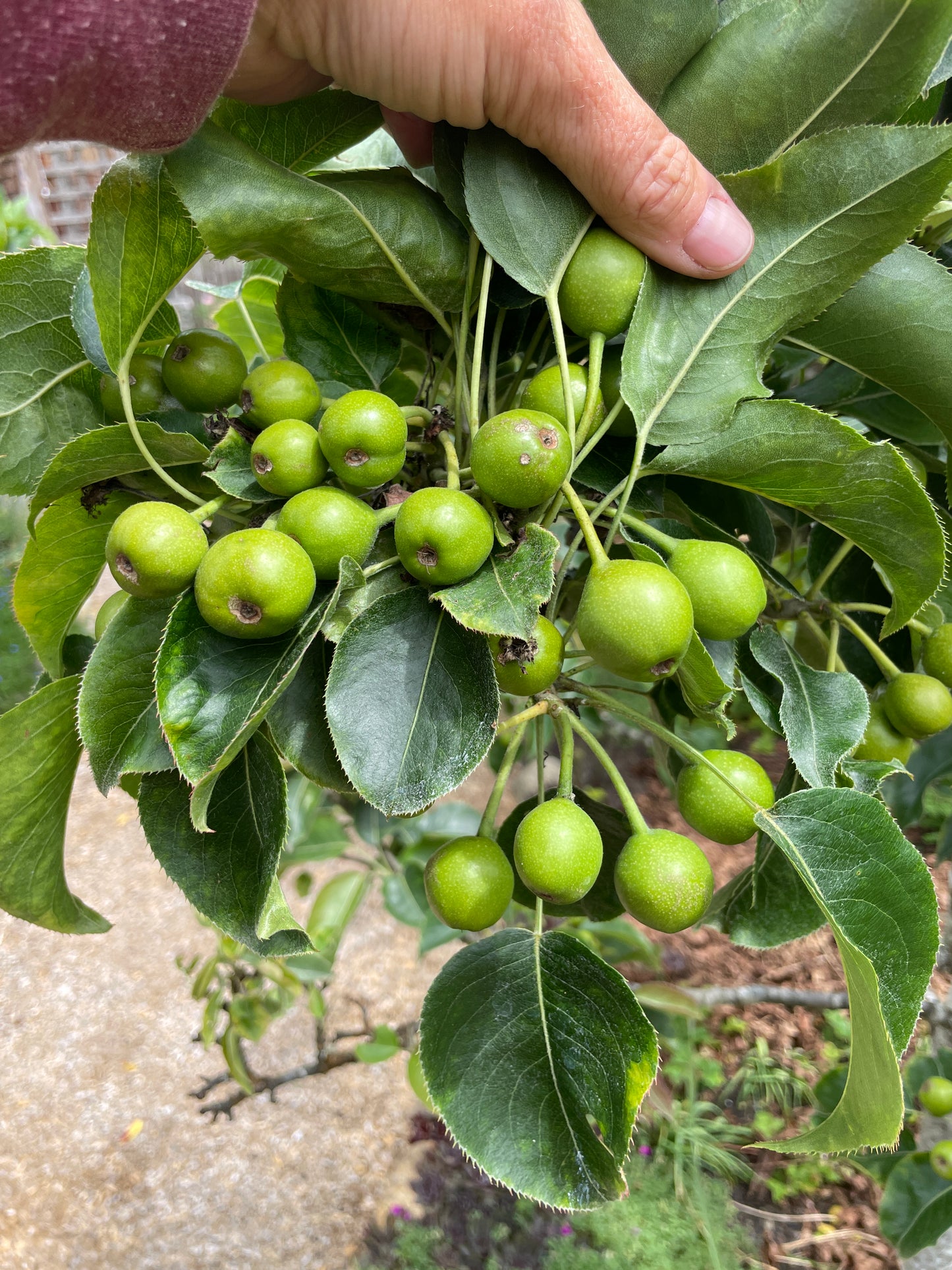 'Nijisseiki' (20th Century) Asian Pear