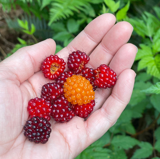 Salmonberry