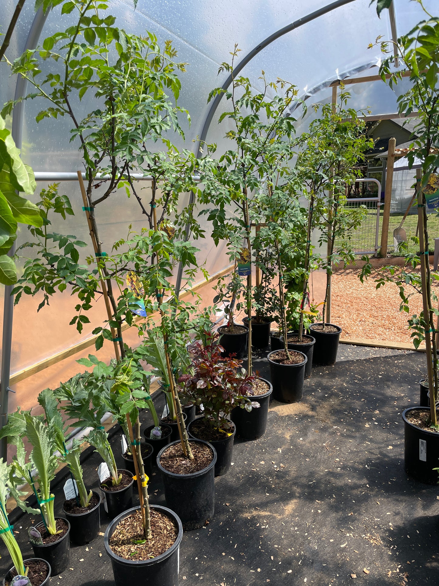 Sichuan (Szechwan) Pepper Trees