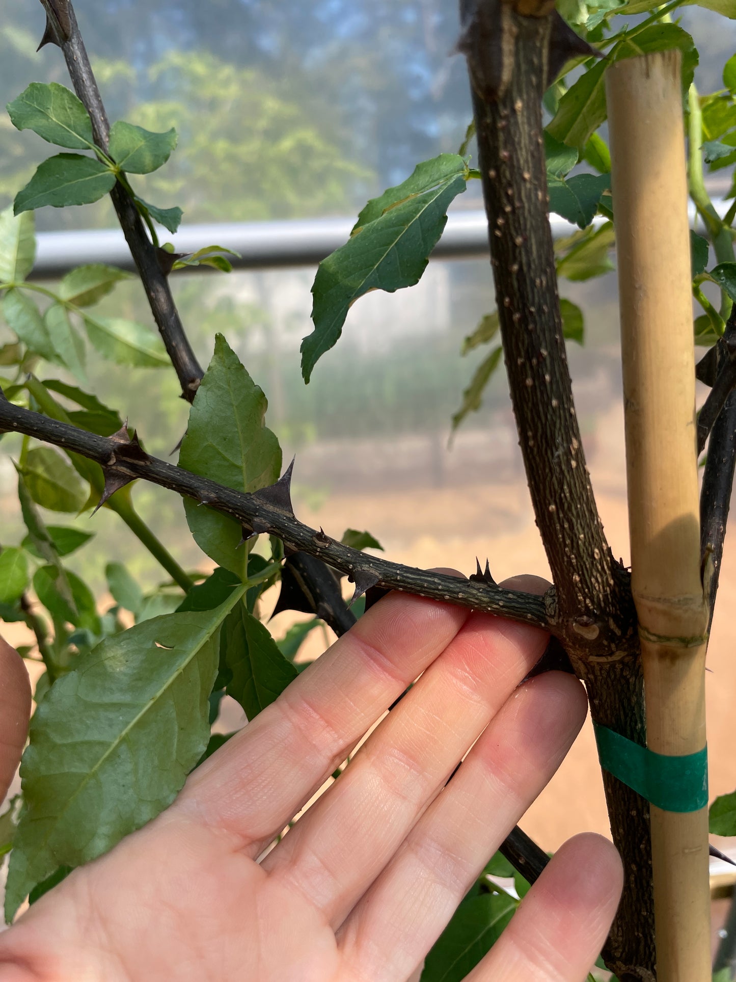 Sichuan (Szechwan) Pepper Trees