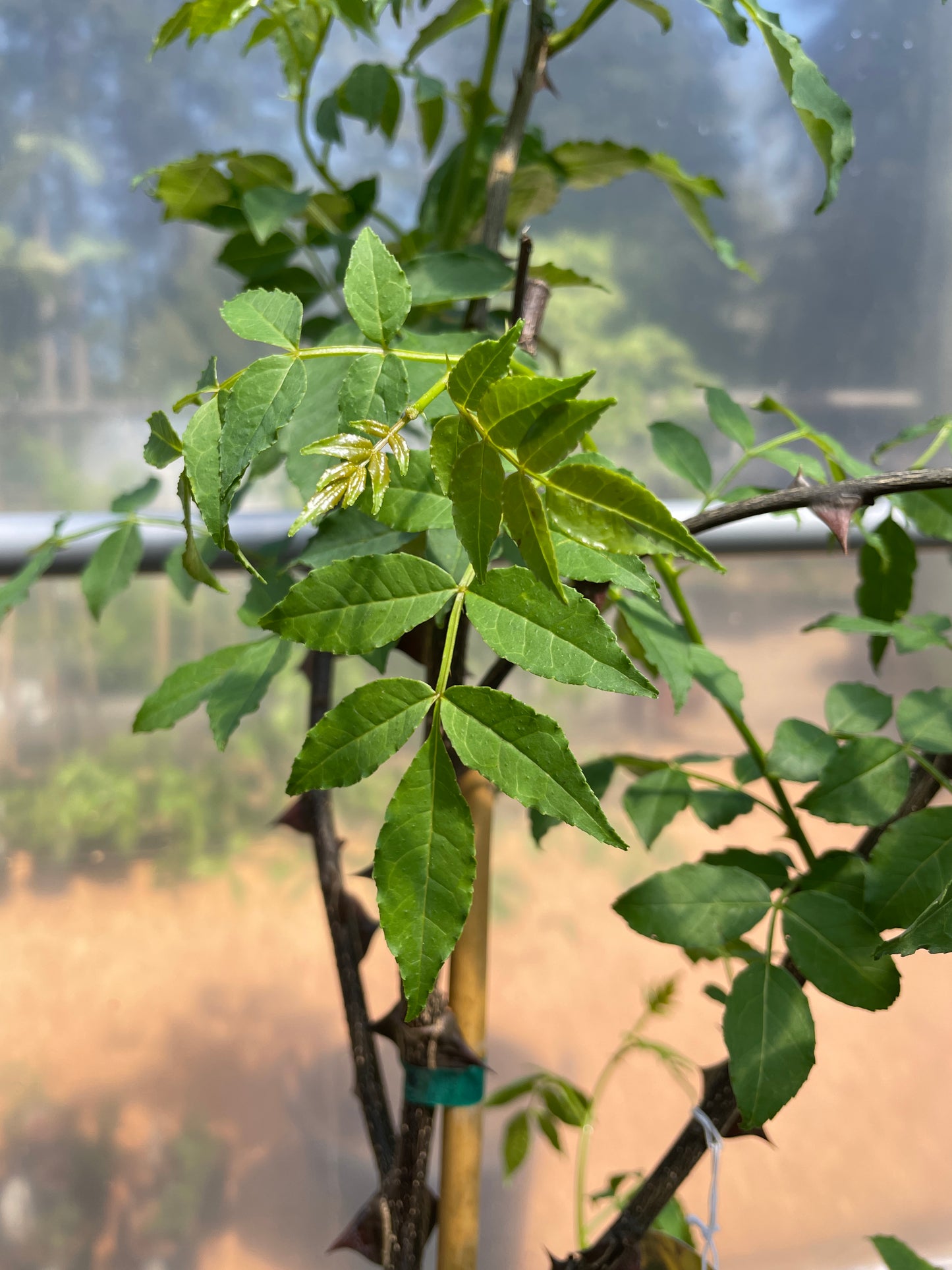 Sichuan (Szechwan) Pepper Trees