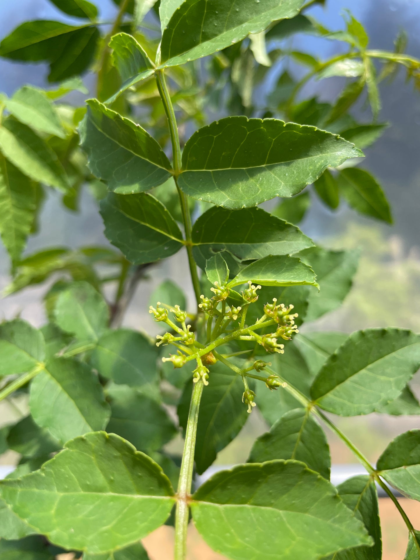 Sichuan (Szechwan) Pepper Trees