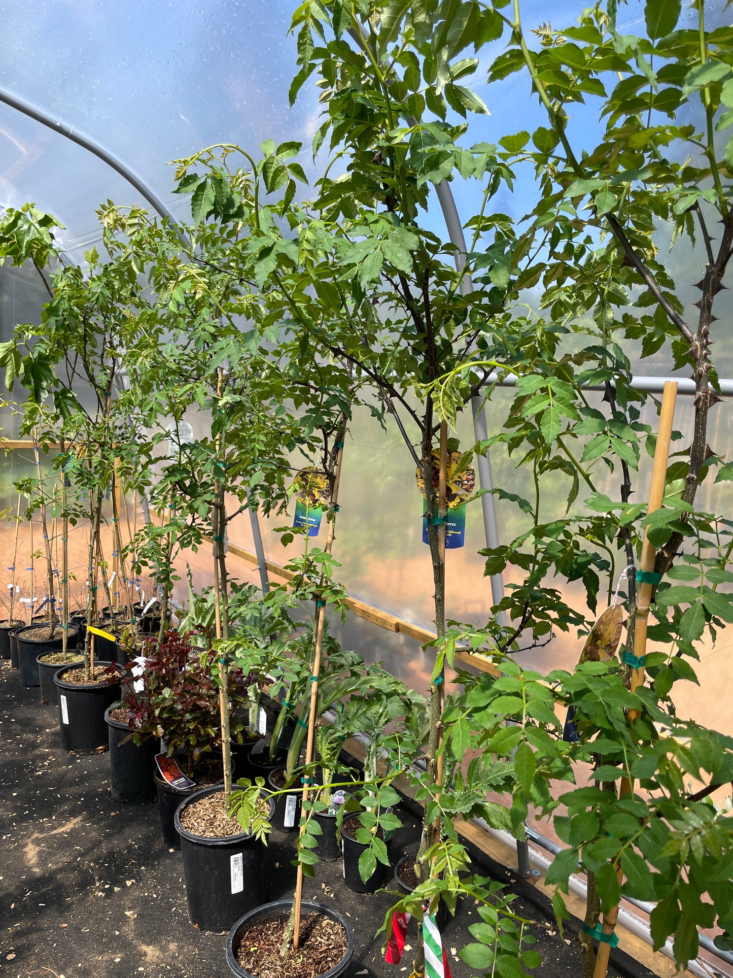 Sichuan (Szechwan) Pepper Trees