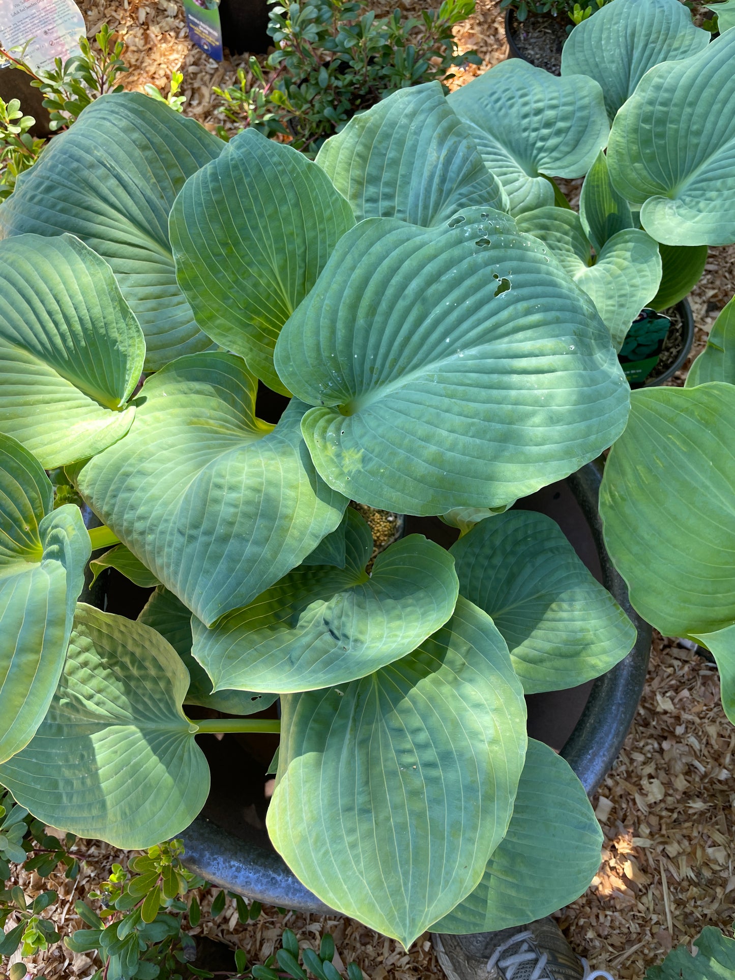 Hosta Plants