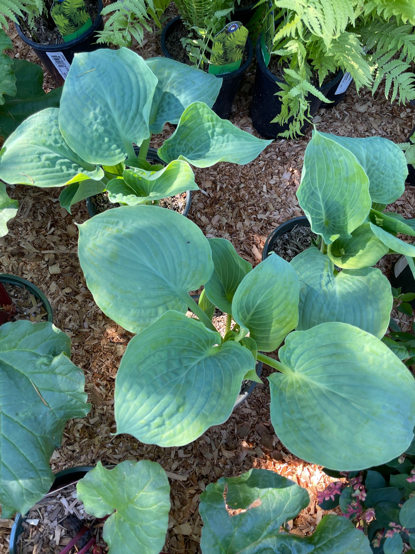 Hosta Plants