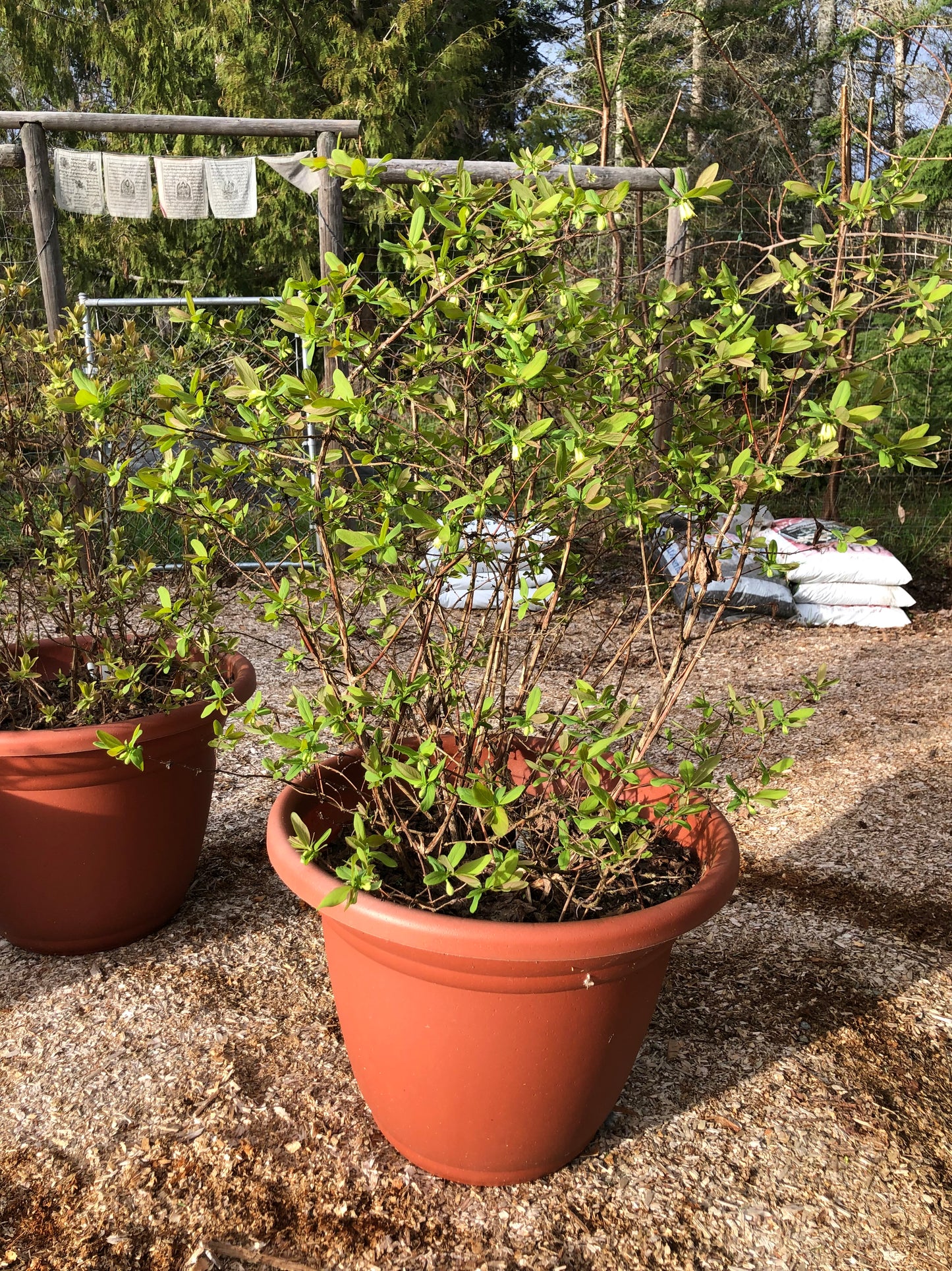 Honeyberry (Haskap) Plants