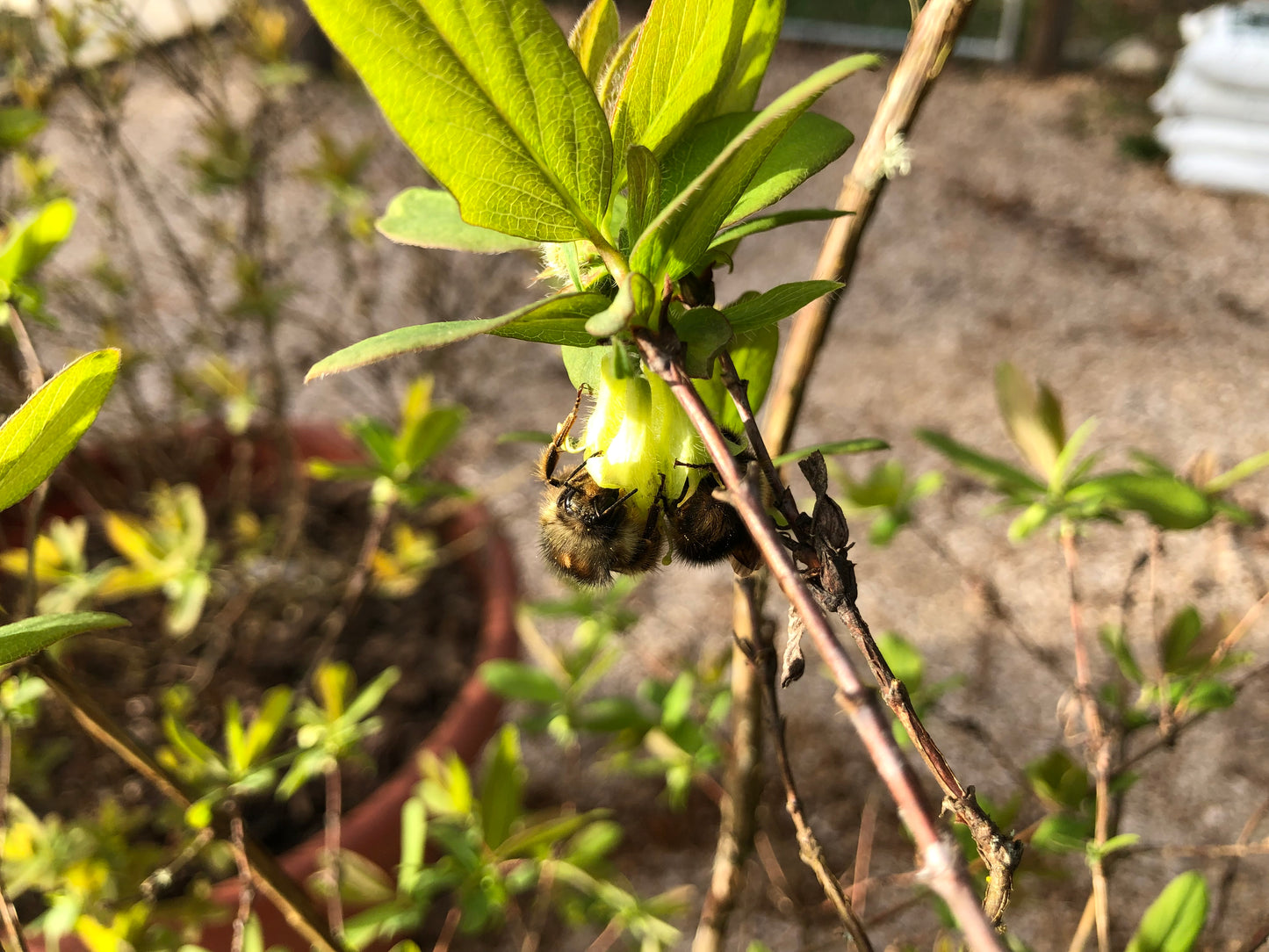 Honeyberry (Haskap) Plants