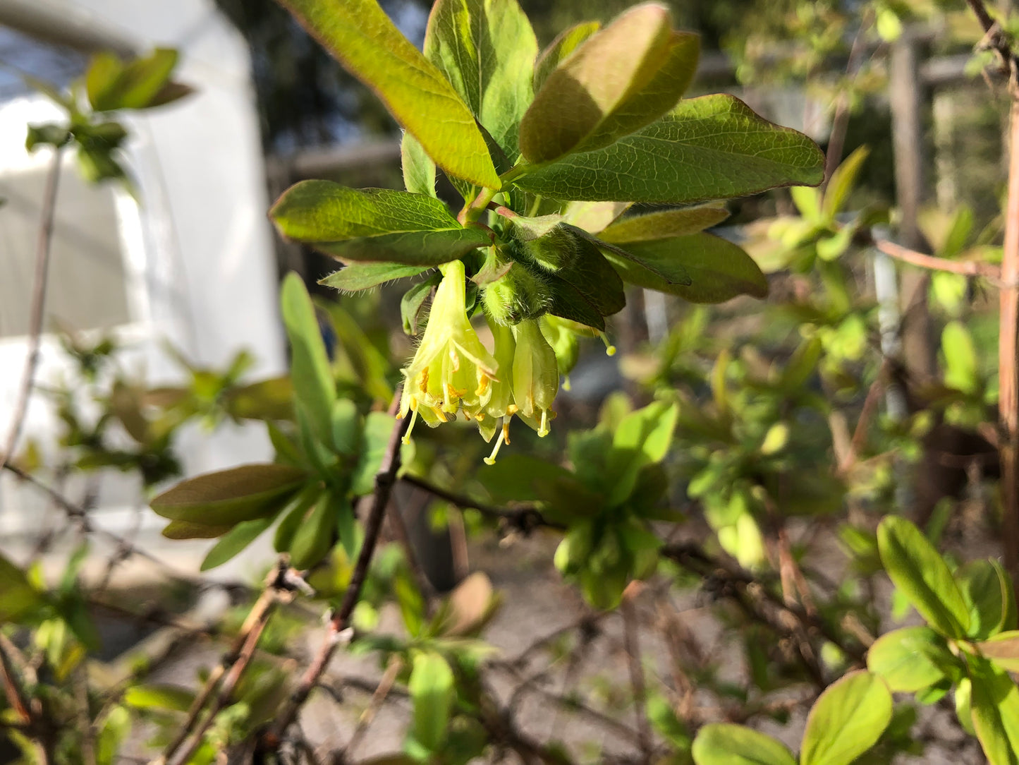 Honeyberry (Haskap) Plants