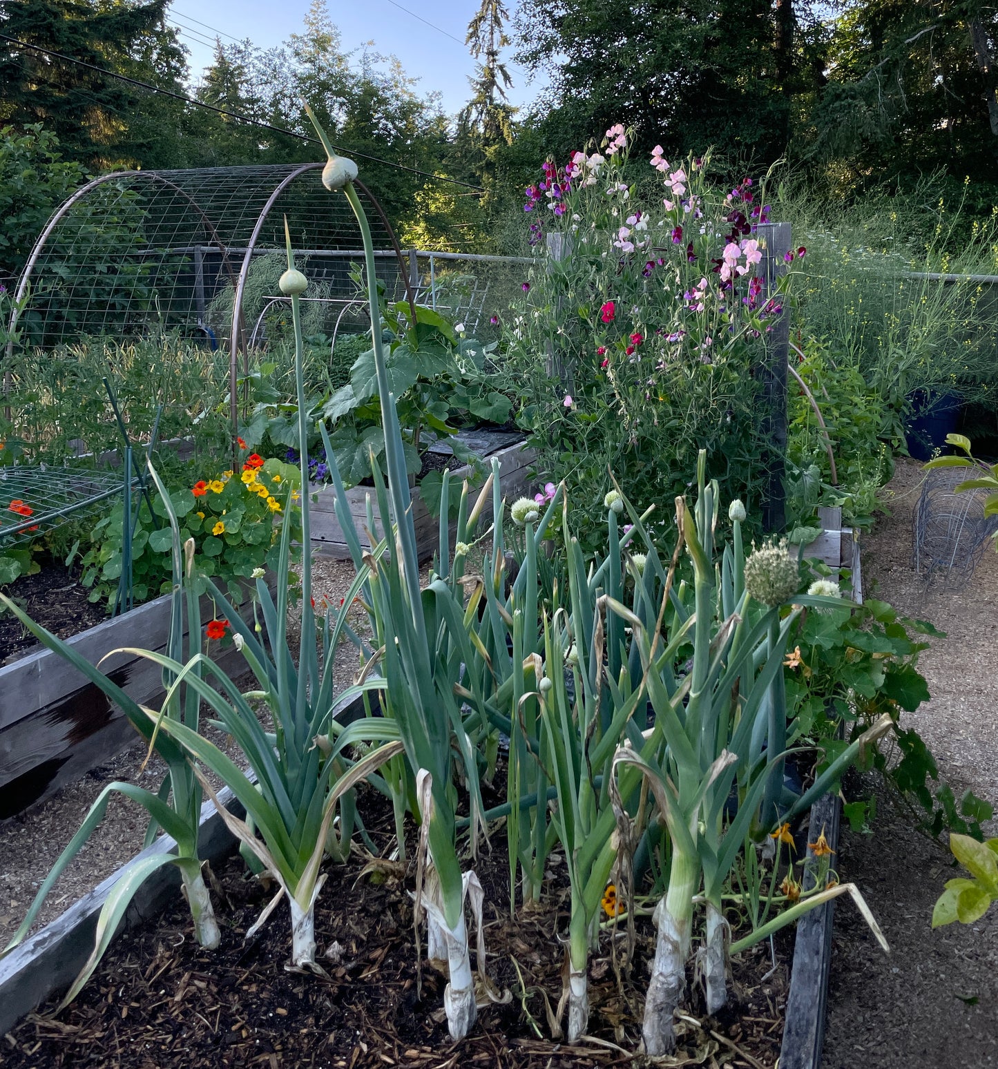 'Delft Perpetual' Leek