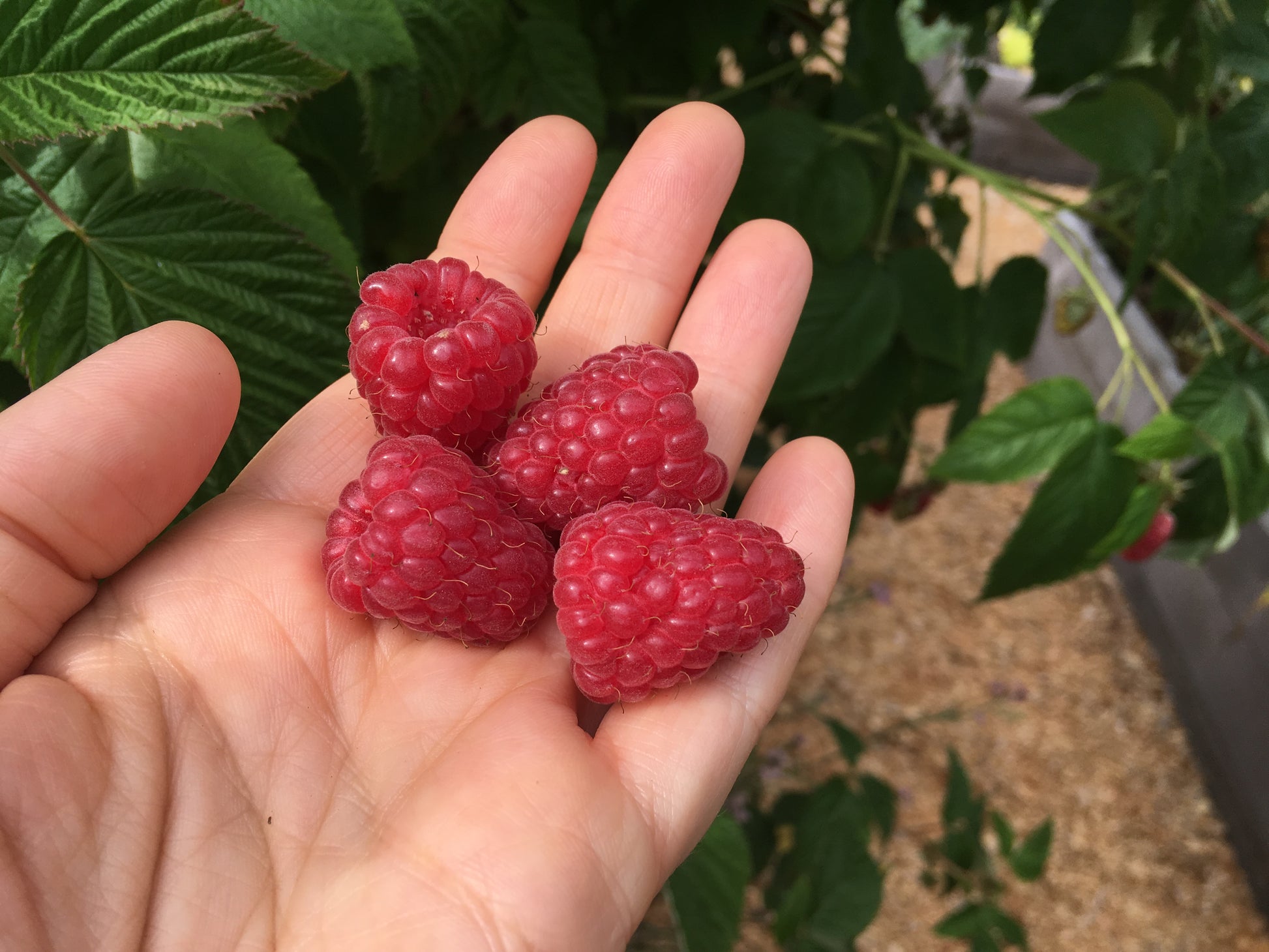 'Tulameen' Red Raspberry Plants for Sale on Vancouver Island, BC – West ...