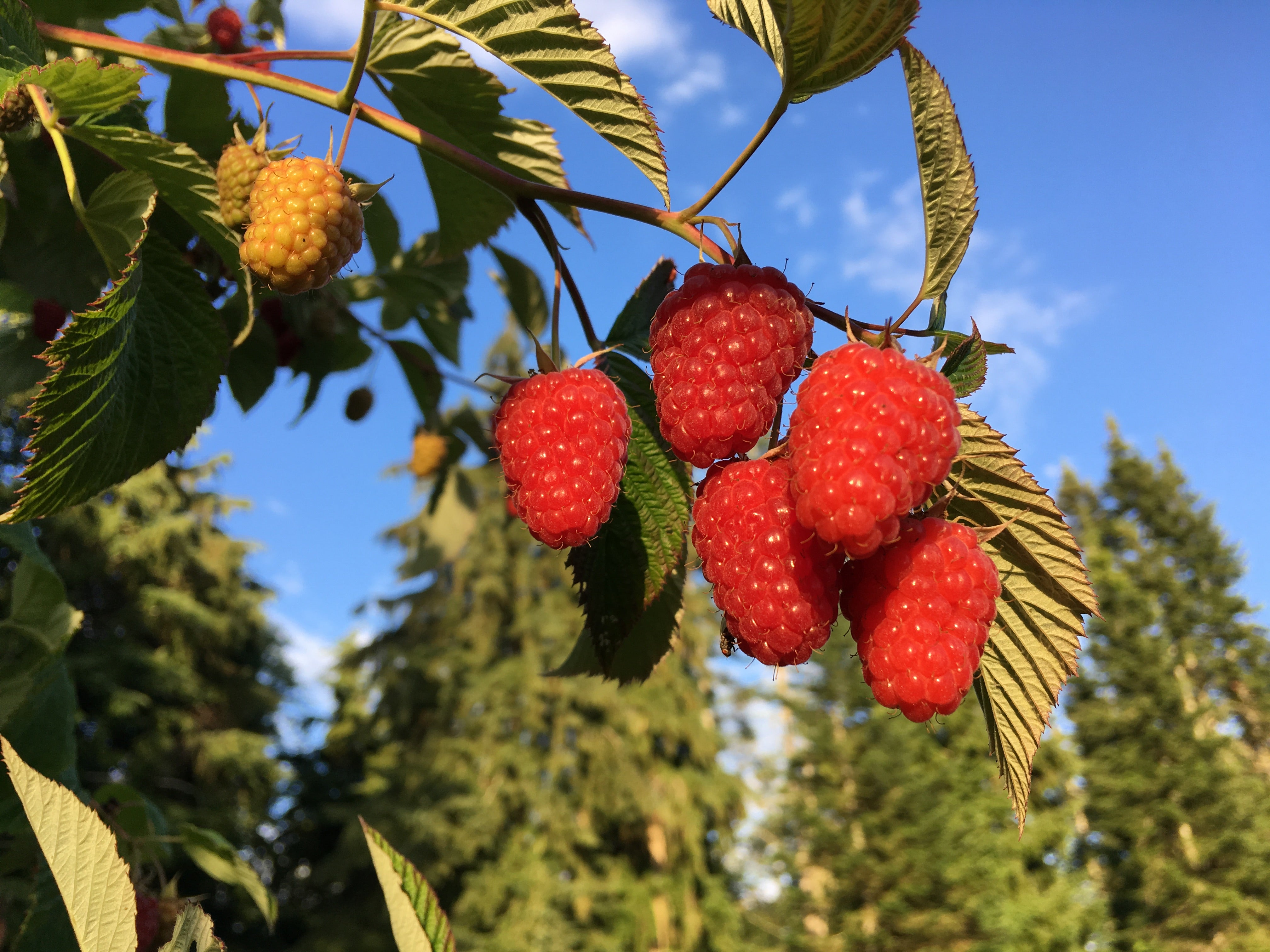 'Tulameen' Red Raspberry Plants for Sale on Vancouver Island, BC – West ...