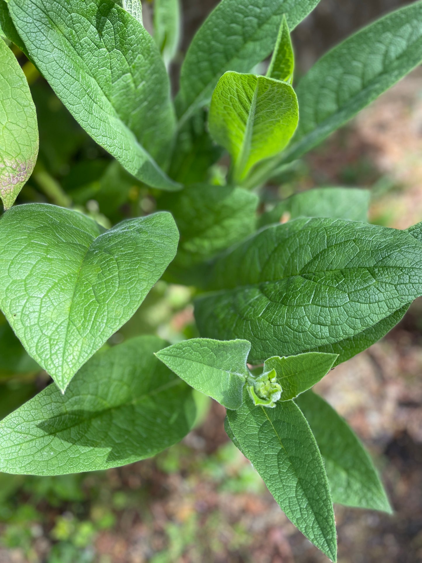 Comfrey (Not Edible)
