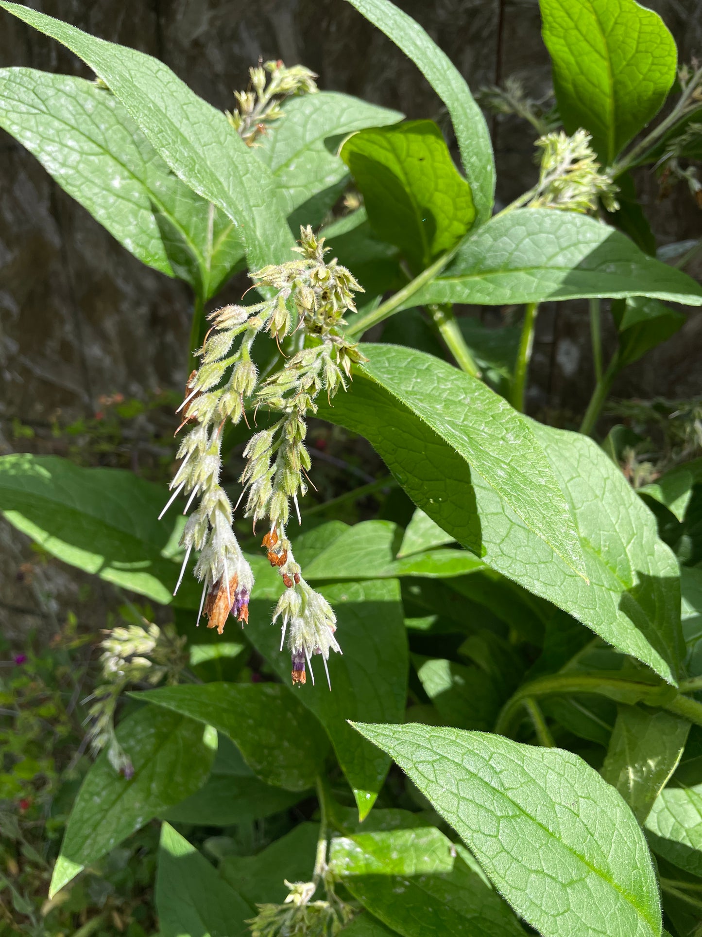 Comfrey (Not Edible)