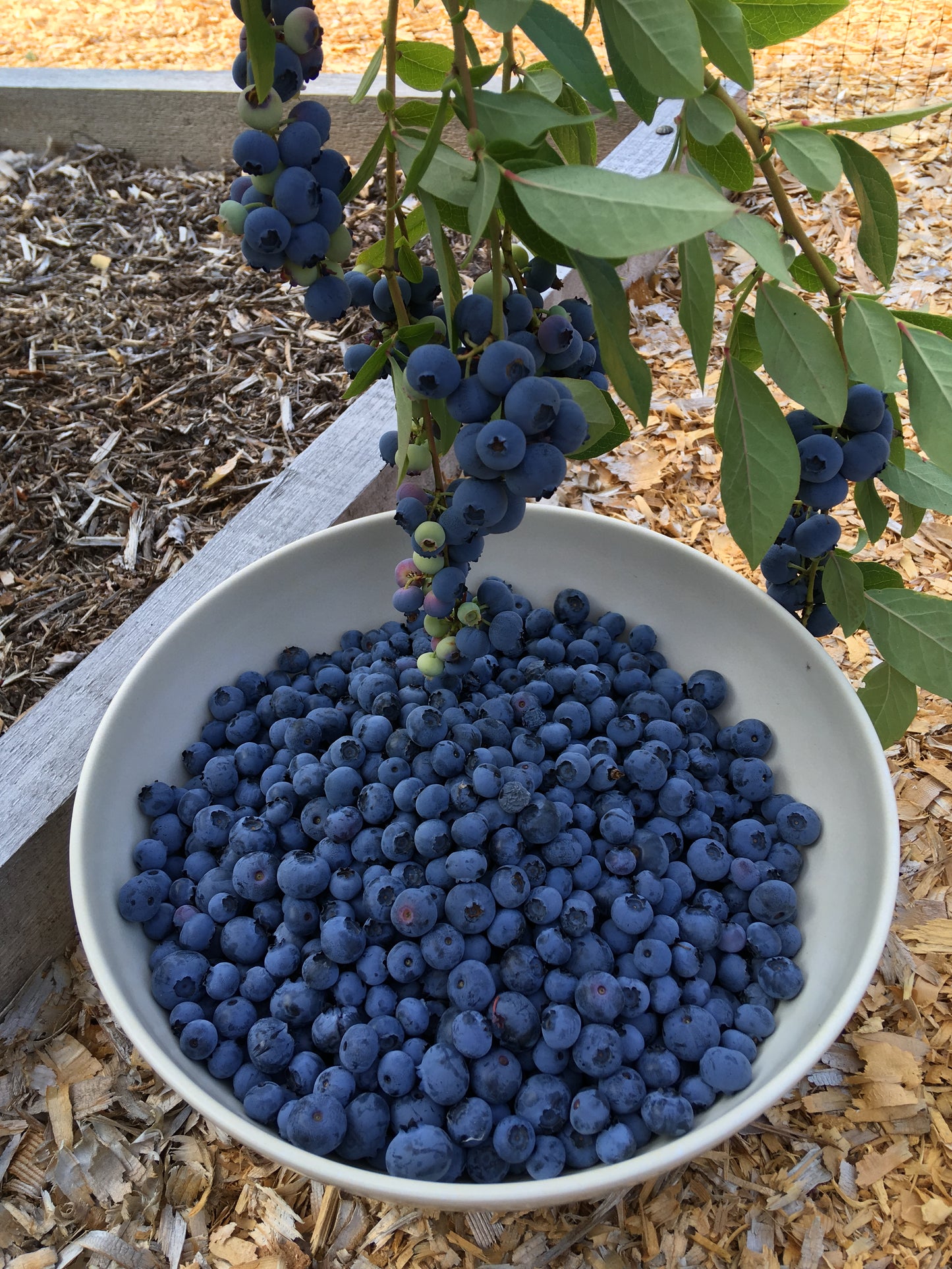 'Duke' Blueberry Plants