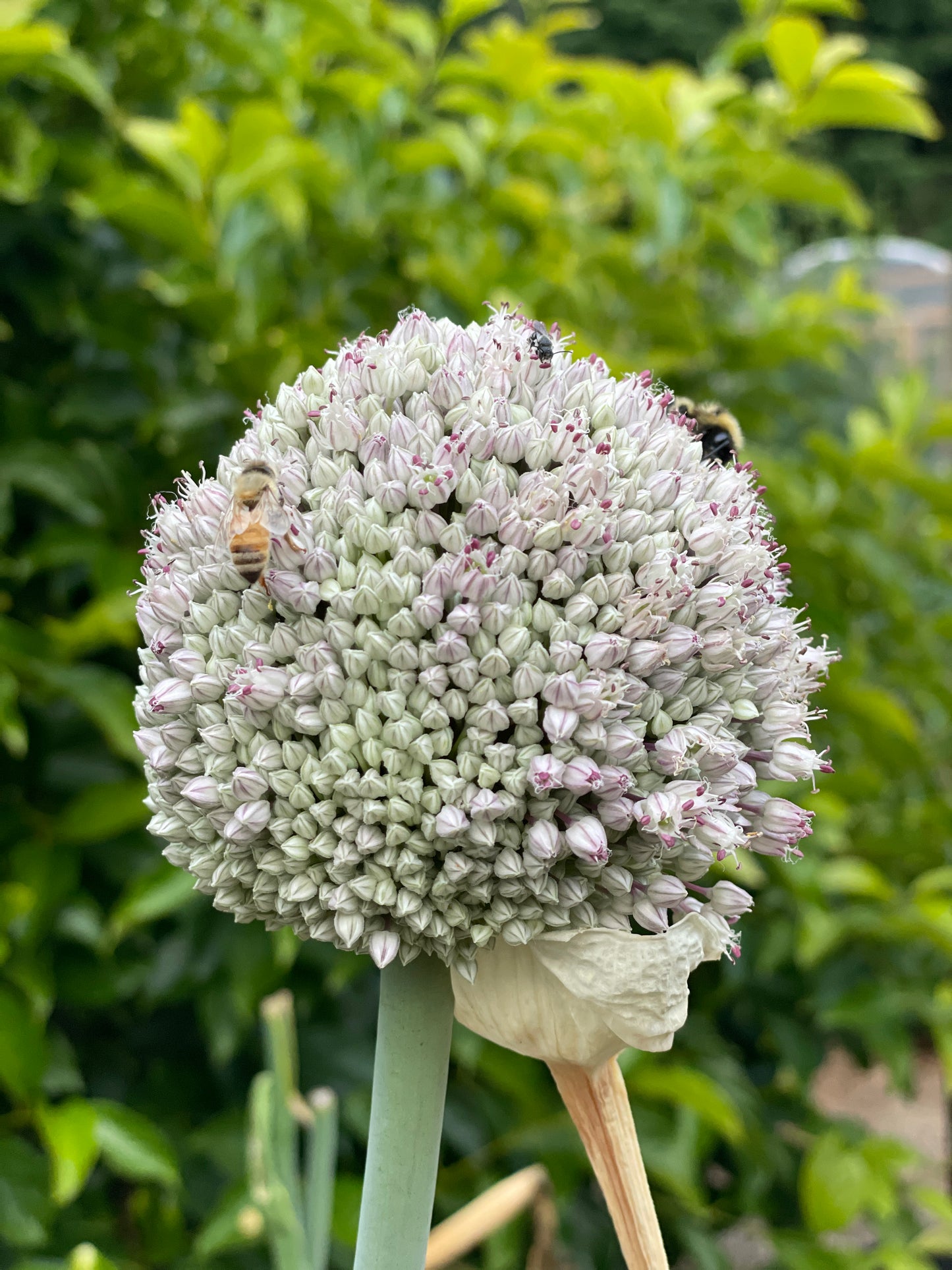 'Delft Perpetual' Leek