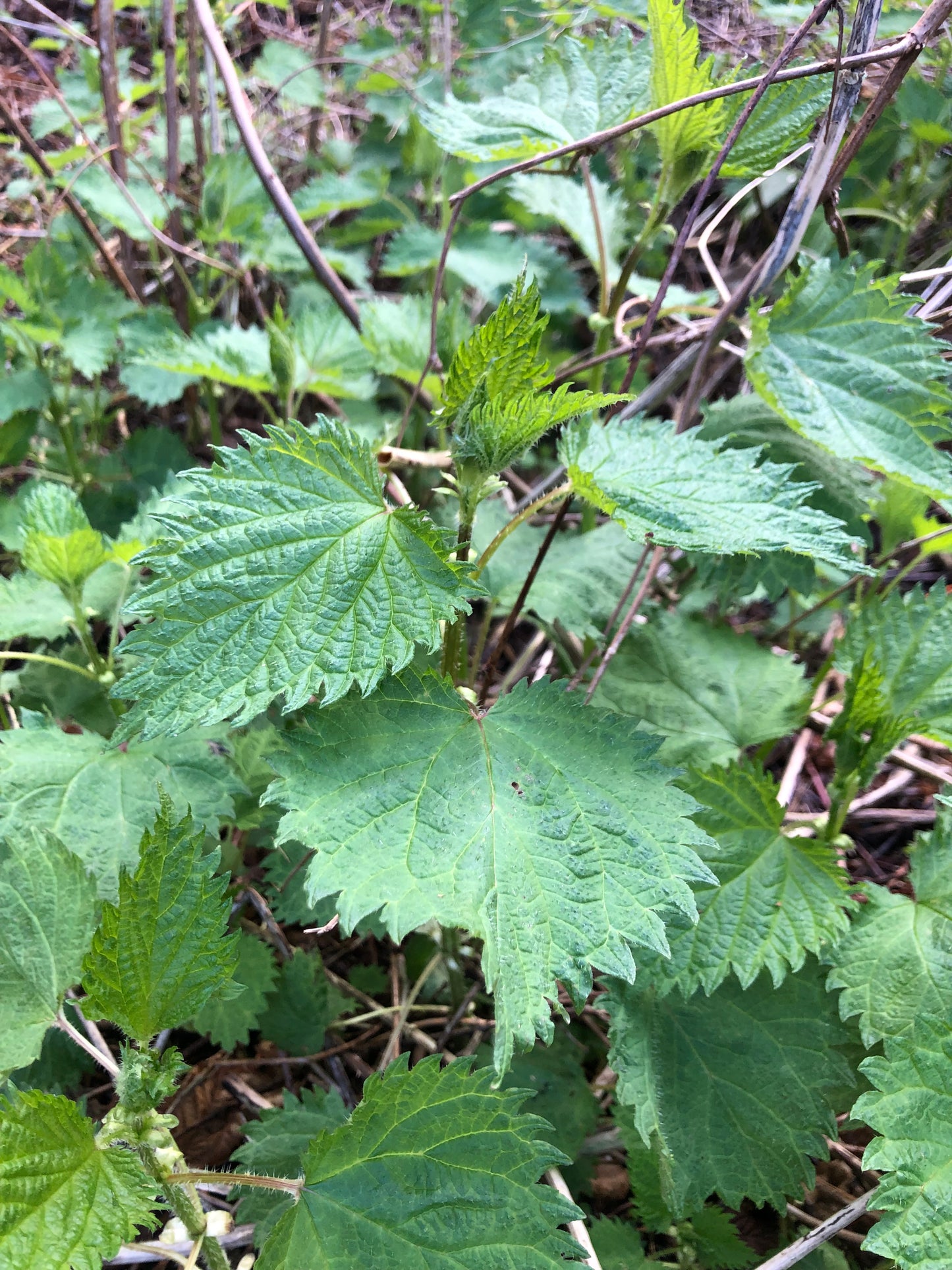 Stinging Nettle Plants