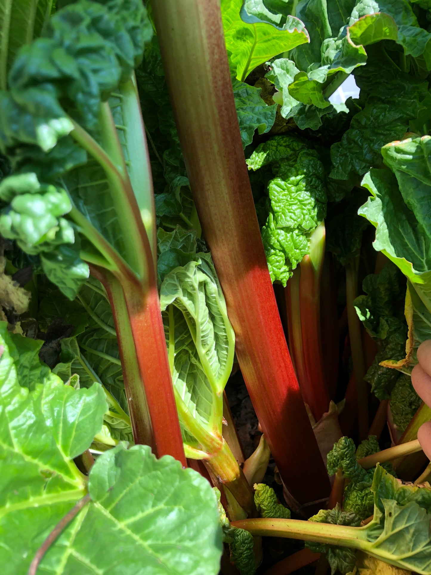 Heirloom Rhubarb Plants