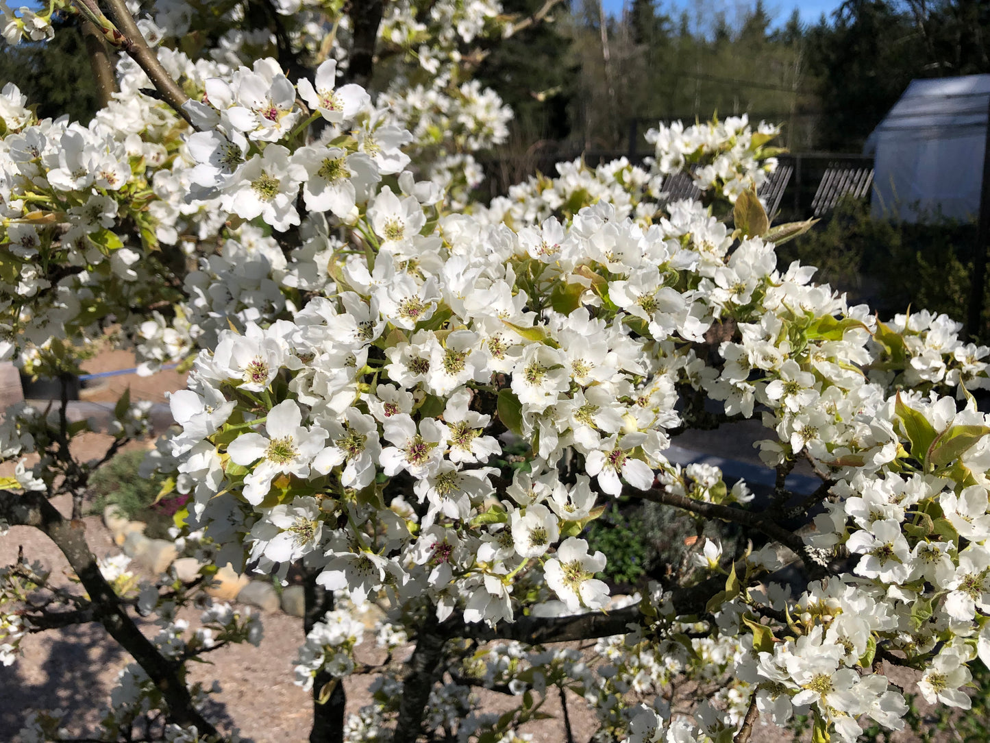 Asian Pear Trees