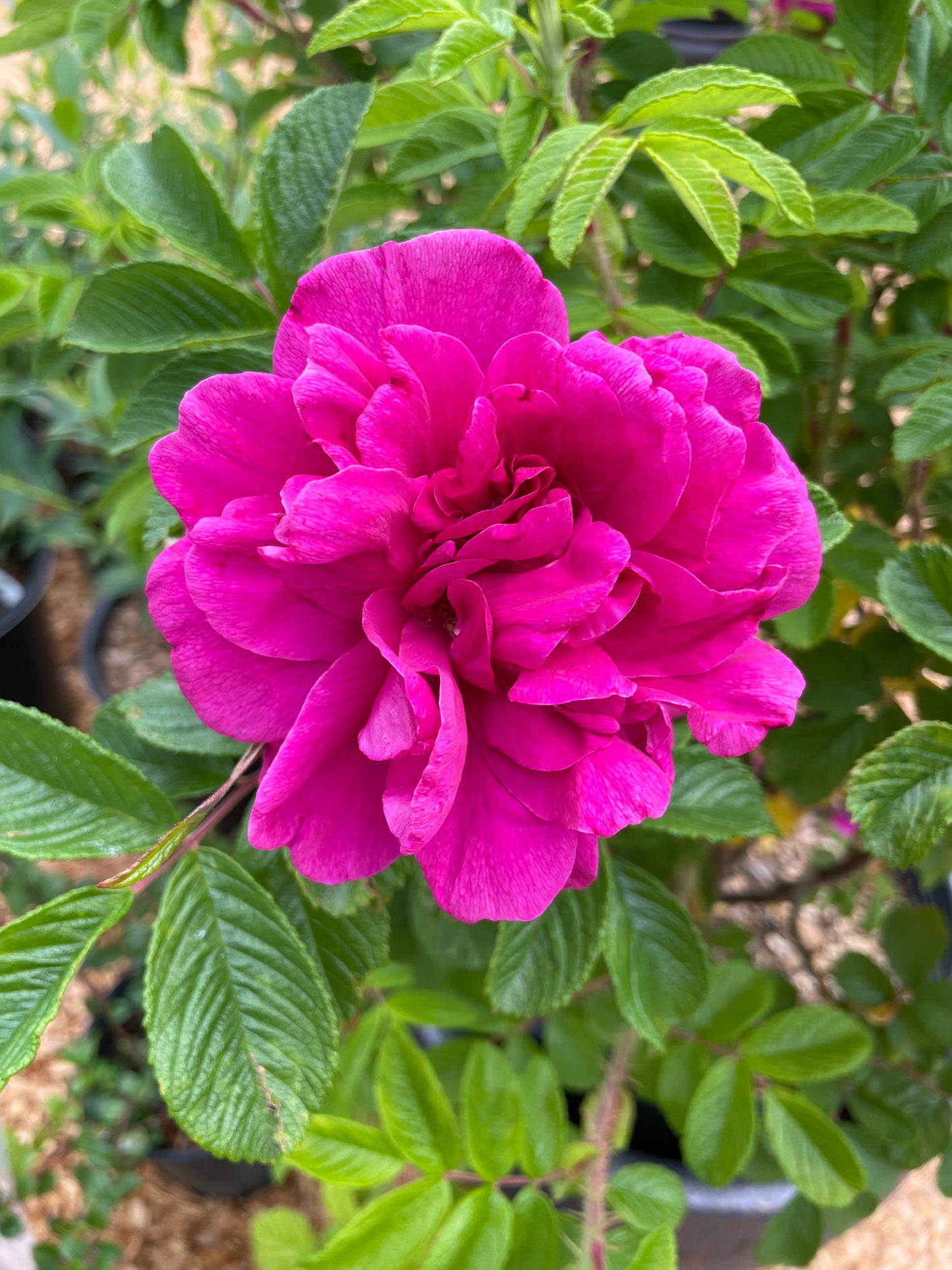 Rugosa Rose Bushes