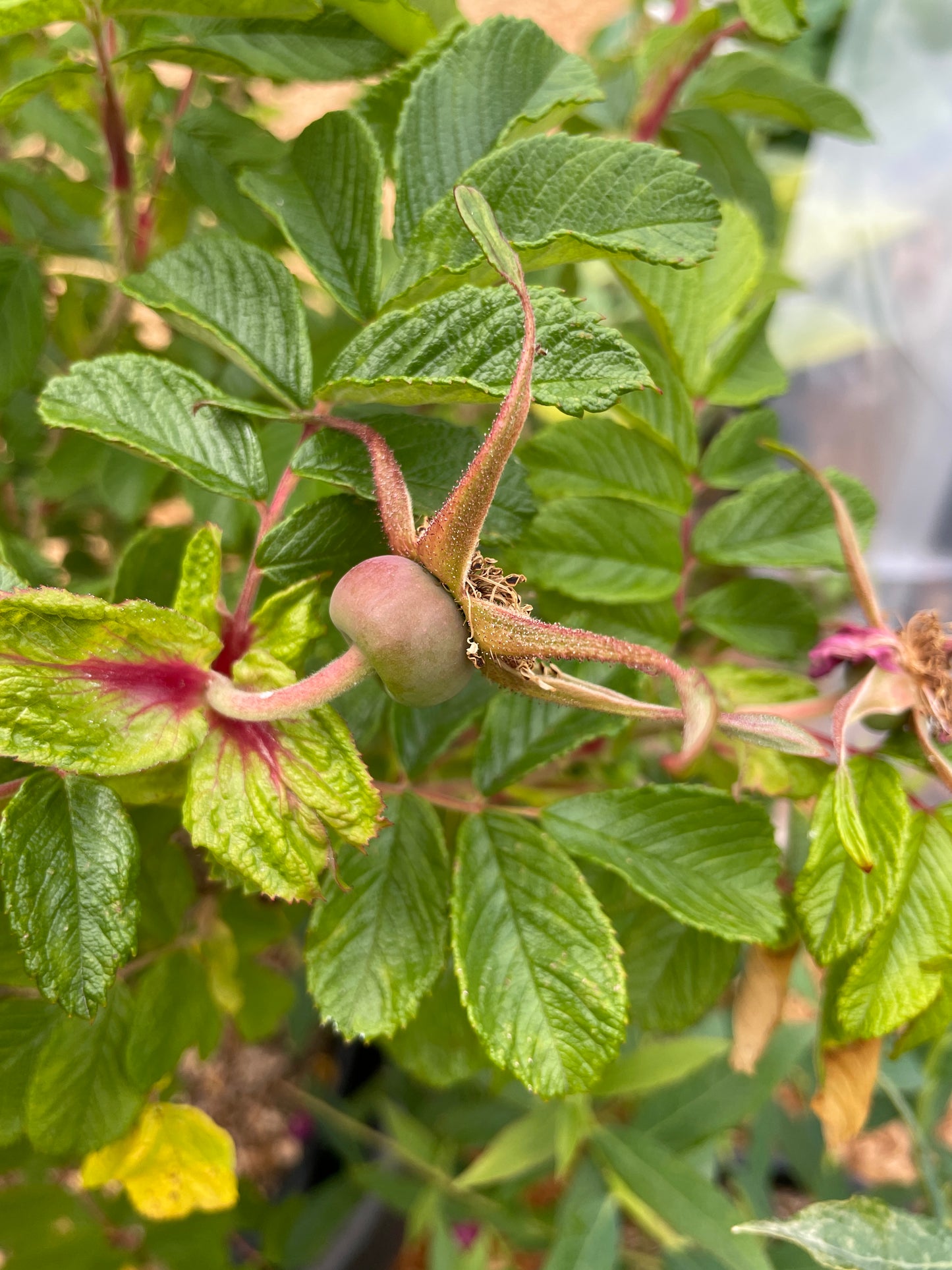 Rugosa Rose Bushes