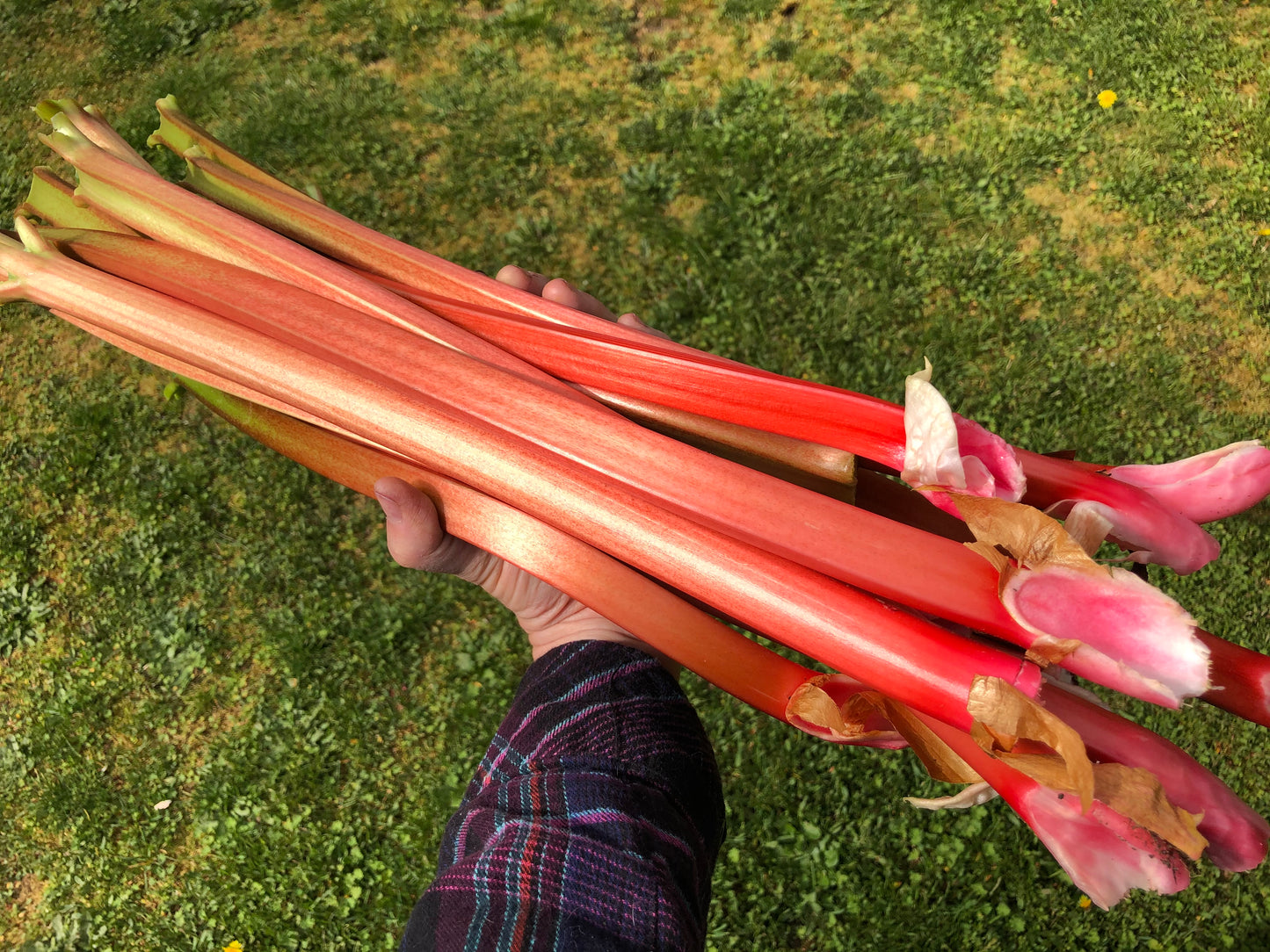 Heirloom Rhubarb Plants