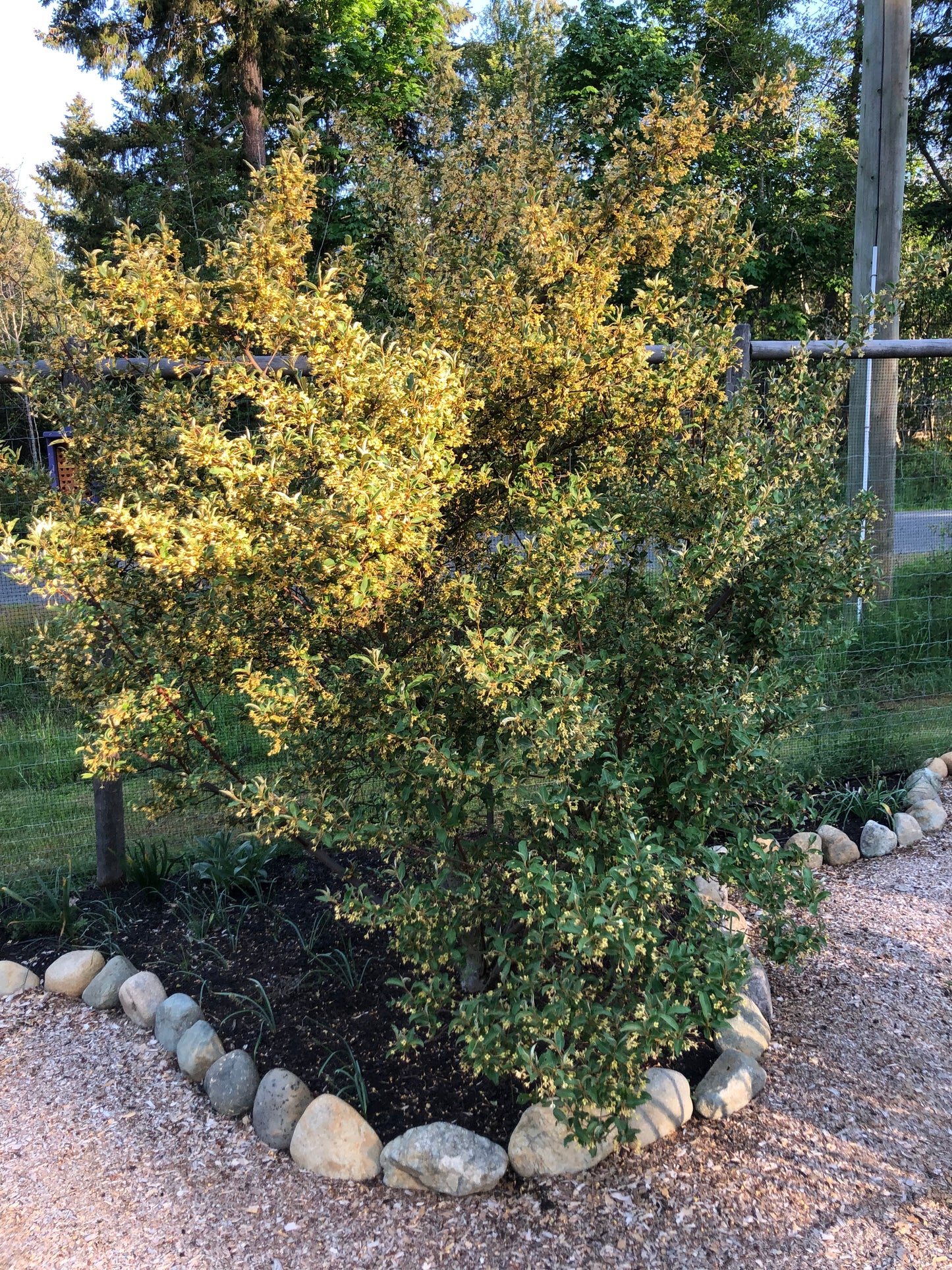 Goumi Berry Plants