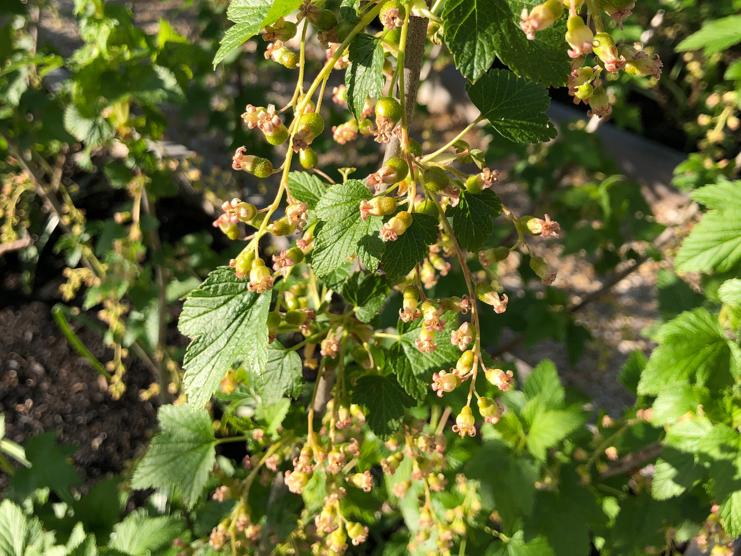 Blackcurrant Plants