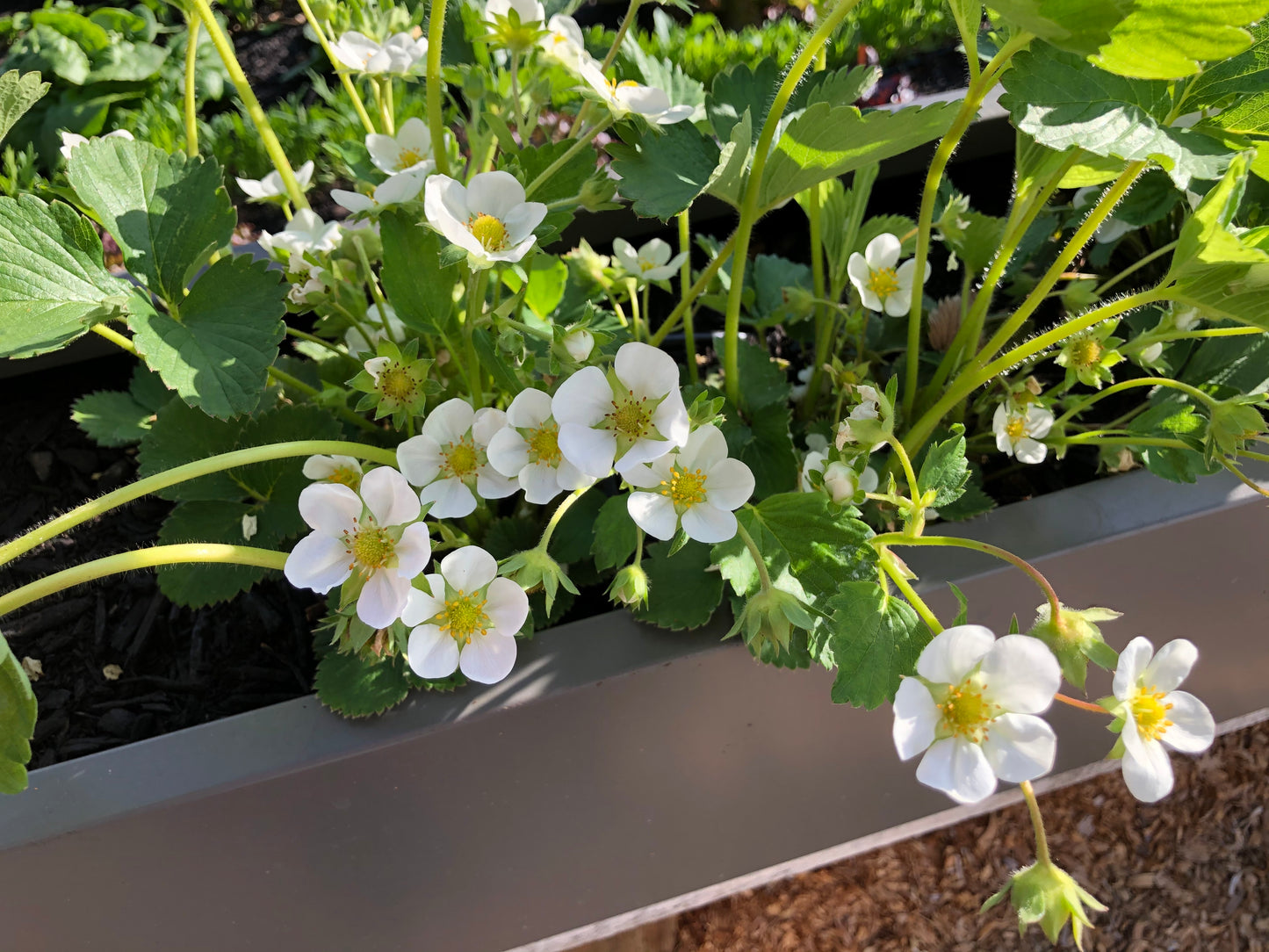 'Allstar' Strawberry Plants