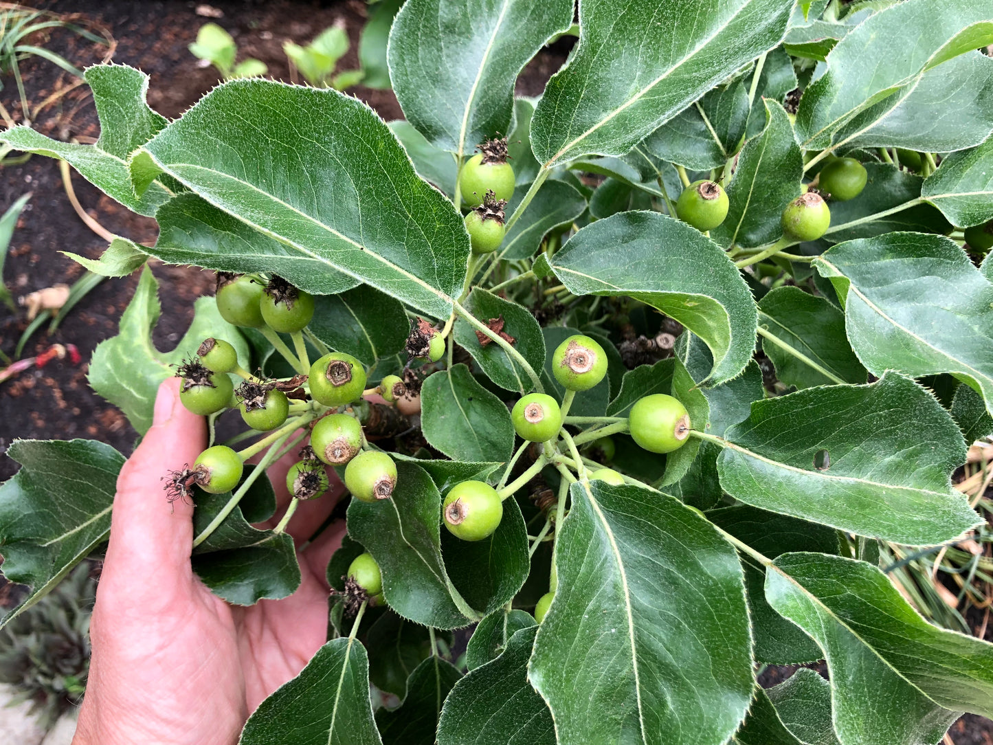 'Shinko' Asian Pear