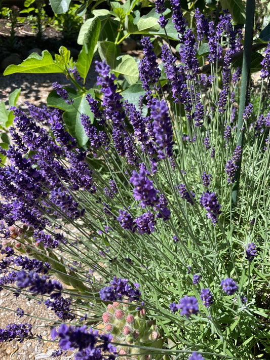 'Munstead' Lavender Plants