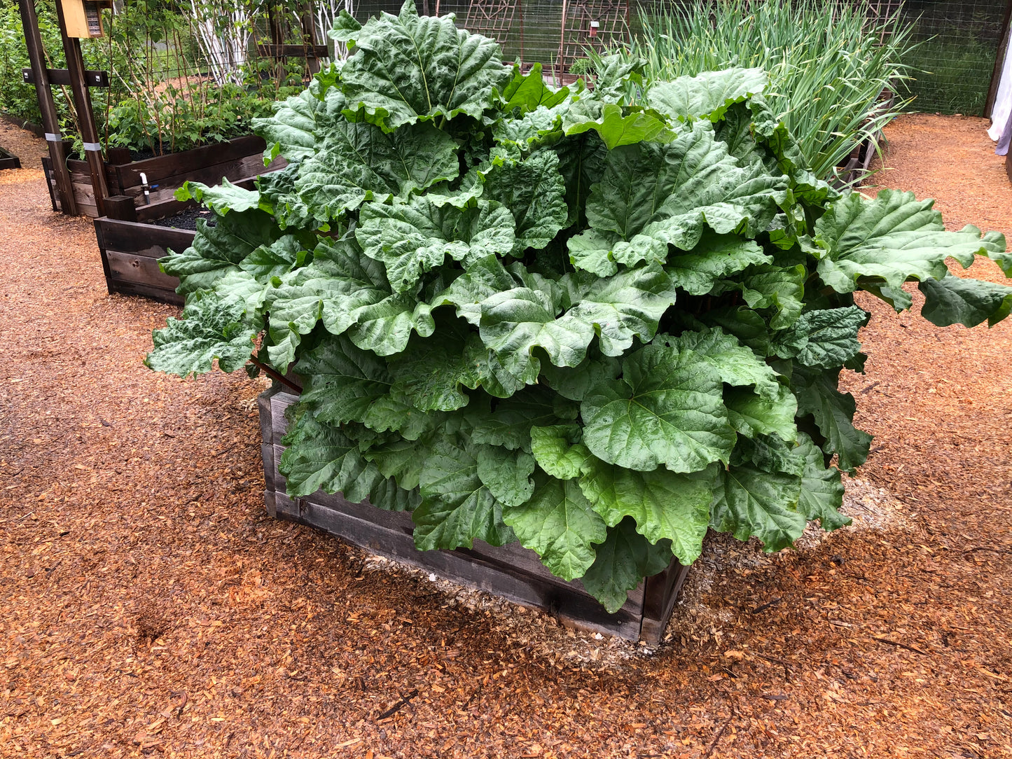 Heirloom Rhubarb Plants