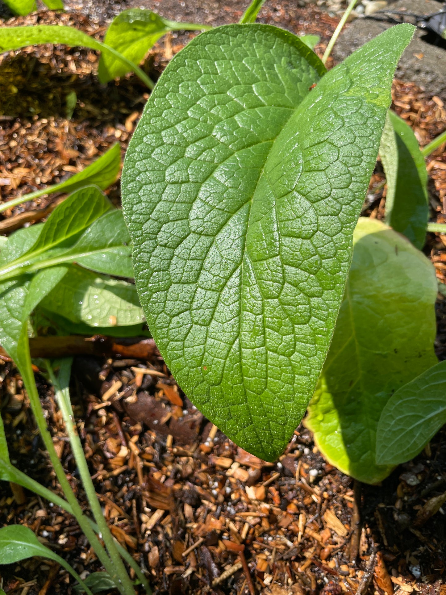Comfrey (Not Edible)