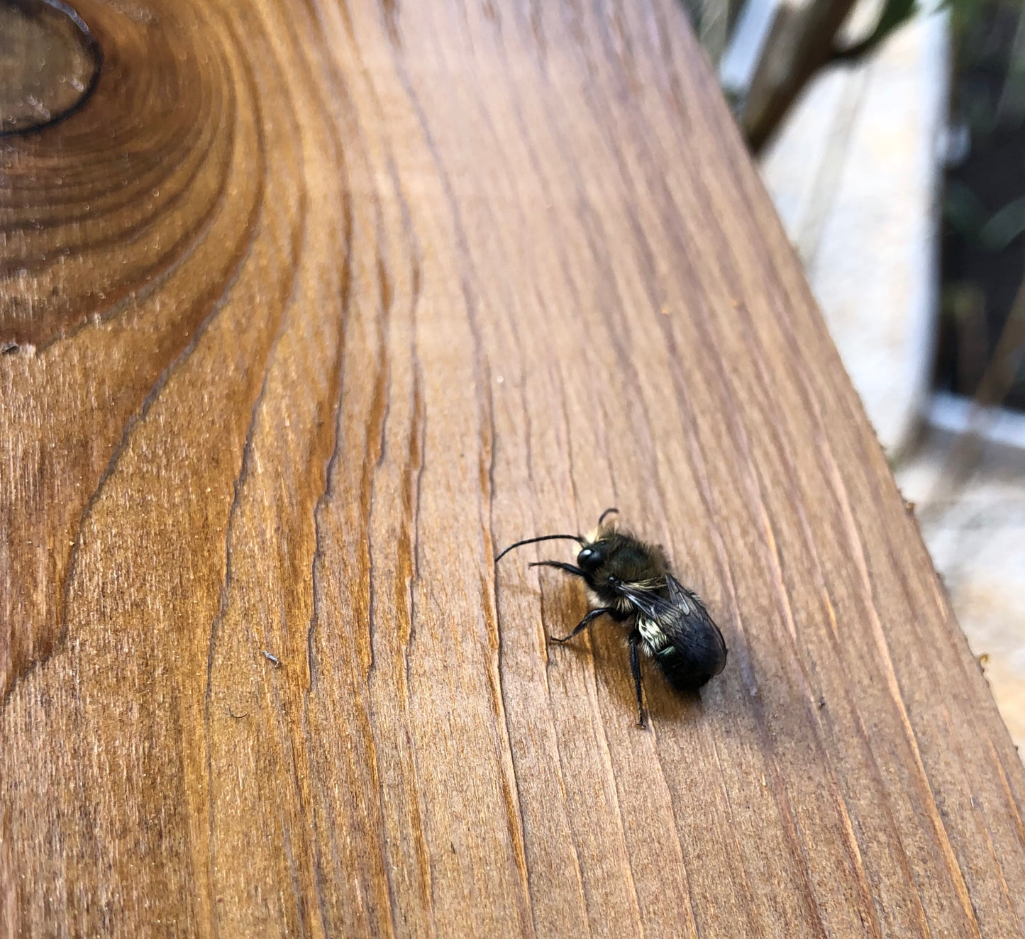 EVENT: Mason Bee Release in the Garden (April 2024)