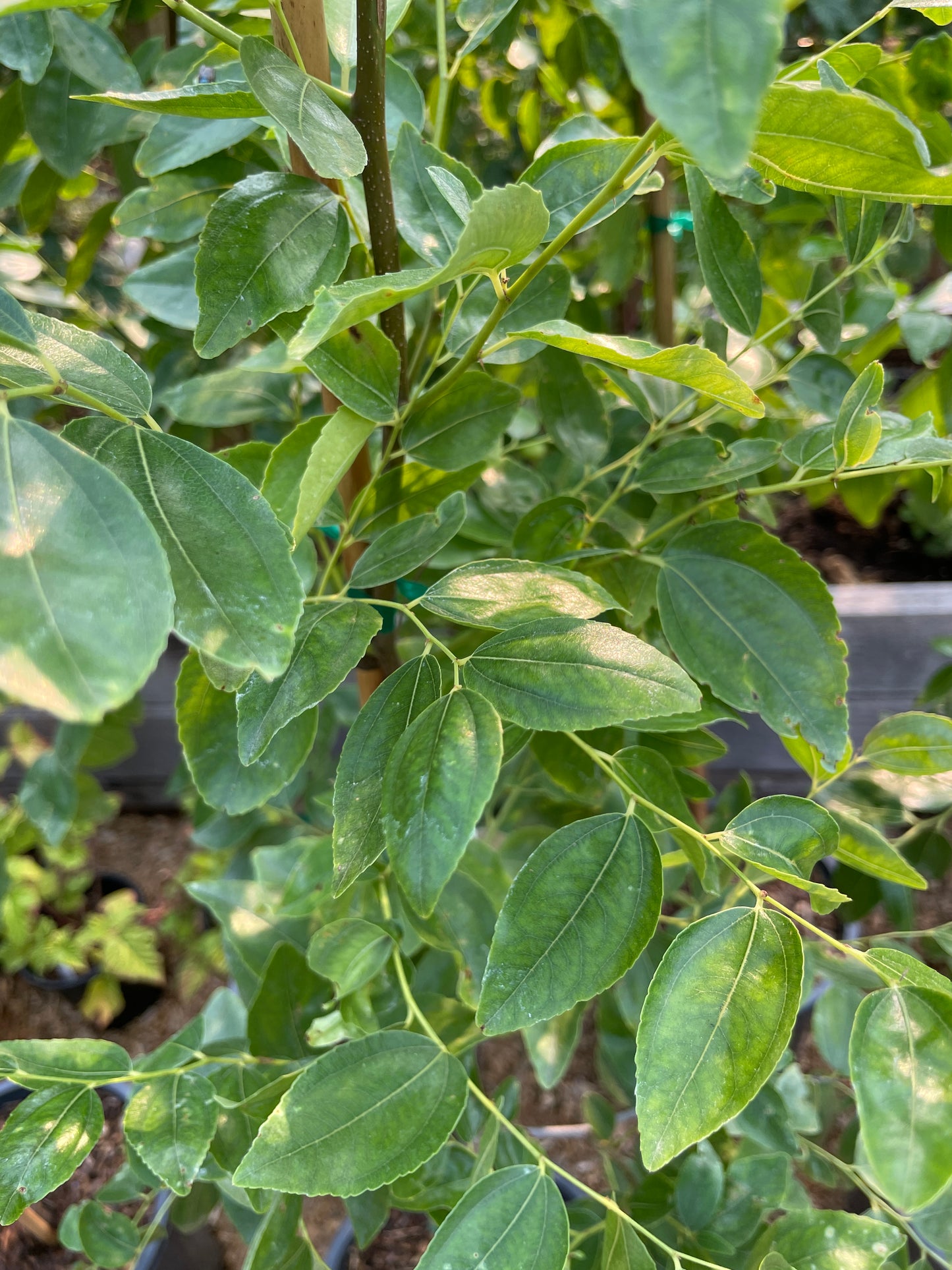 'Xian Beauty' Jujube