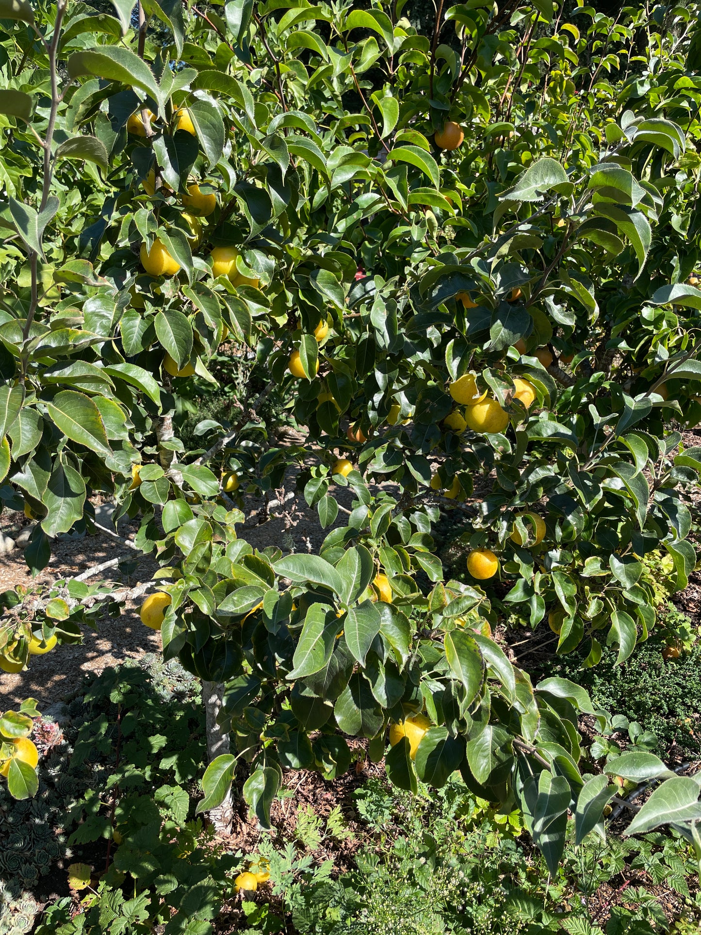 'Nijisseiki' (20th Century) Asian Pear