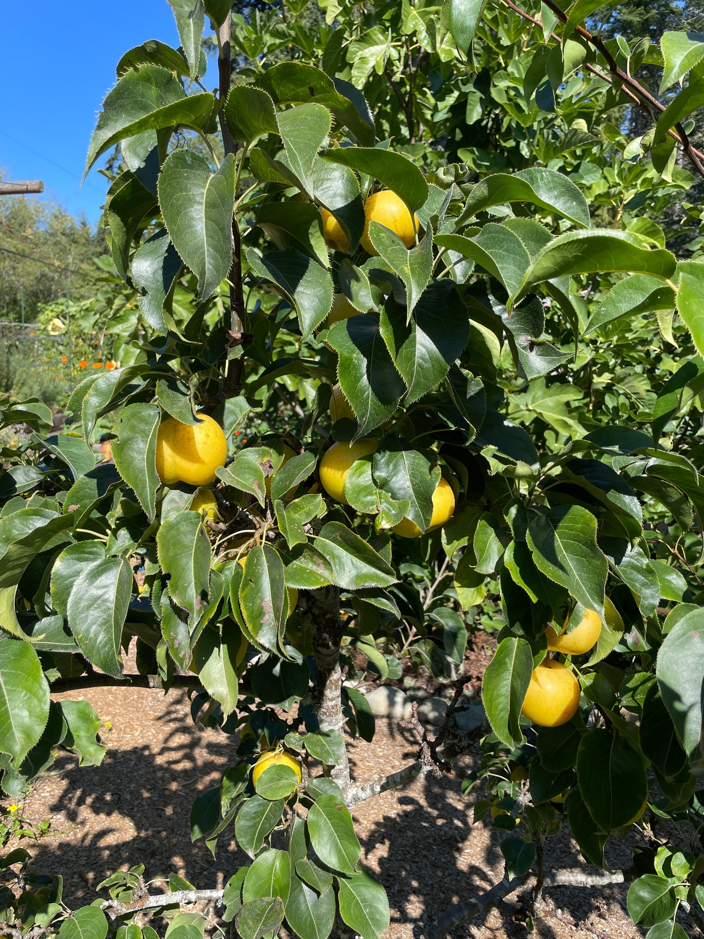 'Nijisseiki' (20th Century) Asian Pear
