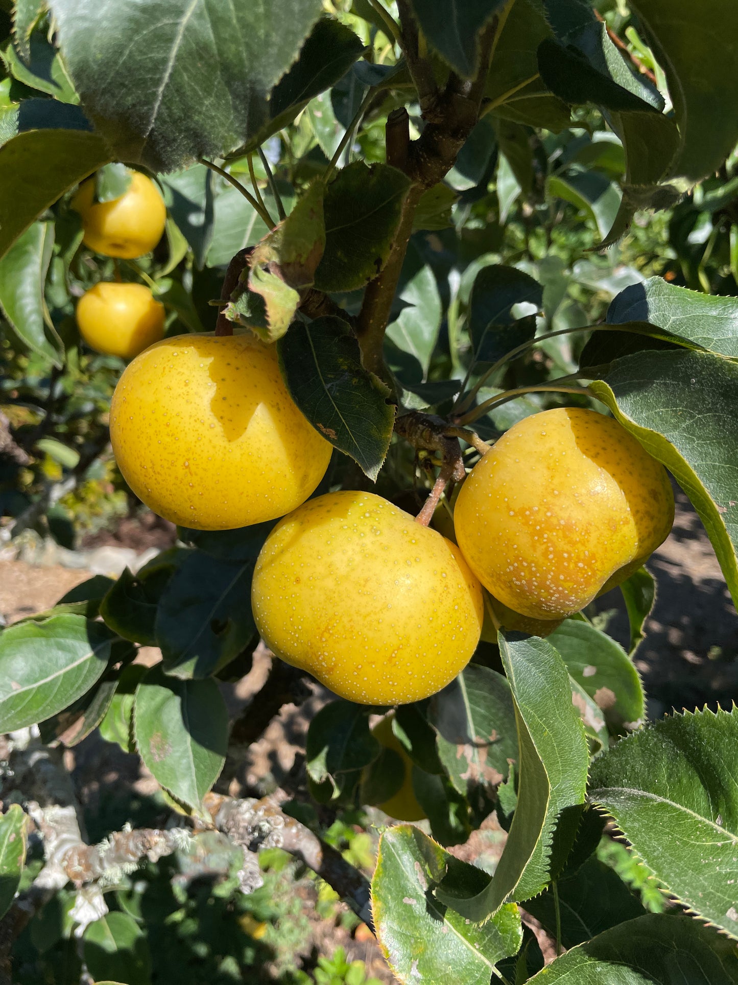 'Nijisseiki' (20th Century) Asian Pear