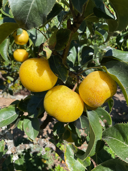 'Nijisseiki' (20th Century) Asian Pear