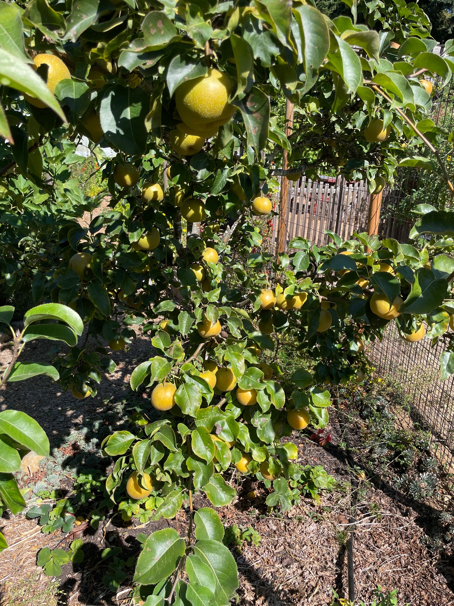 'Shinko' Asian Pear