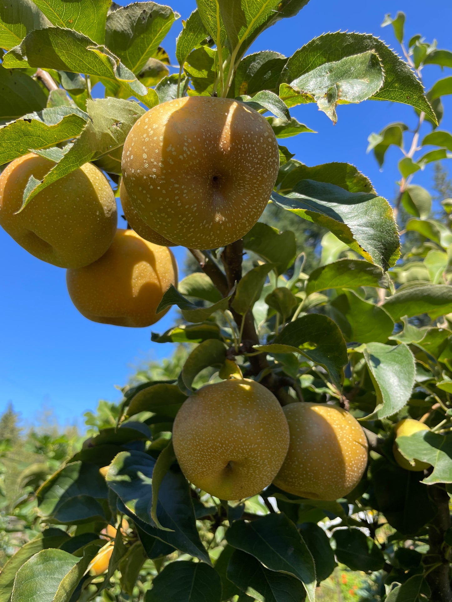'Shinko' Asian Pear