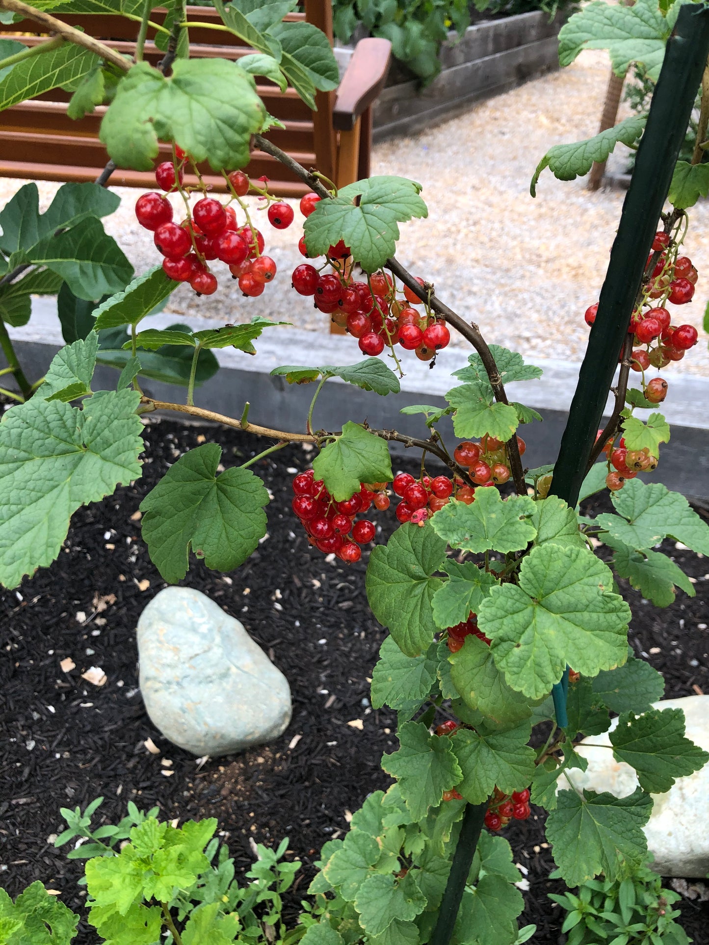 'Honeywood' Red Currant Plants