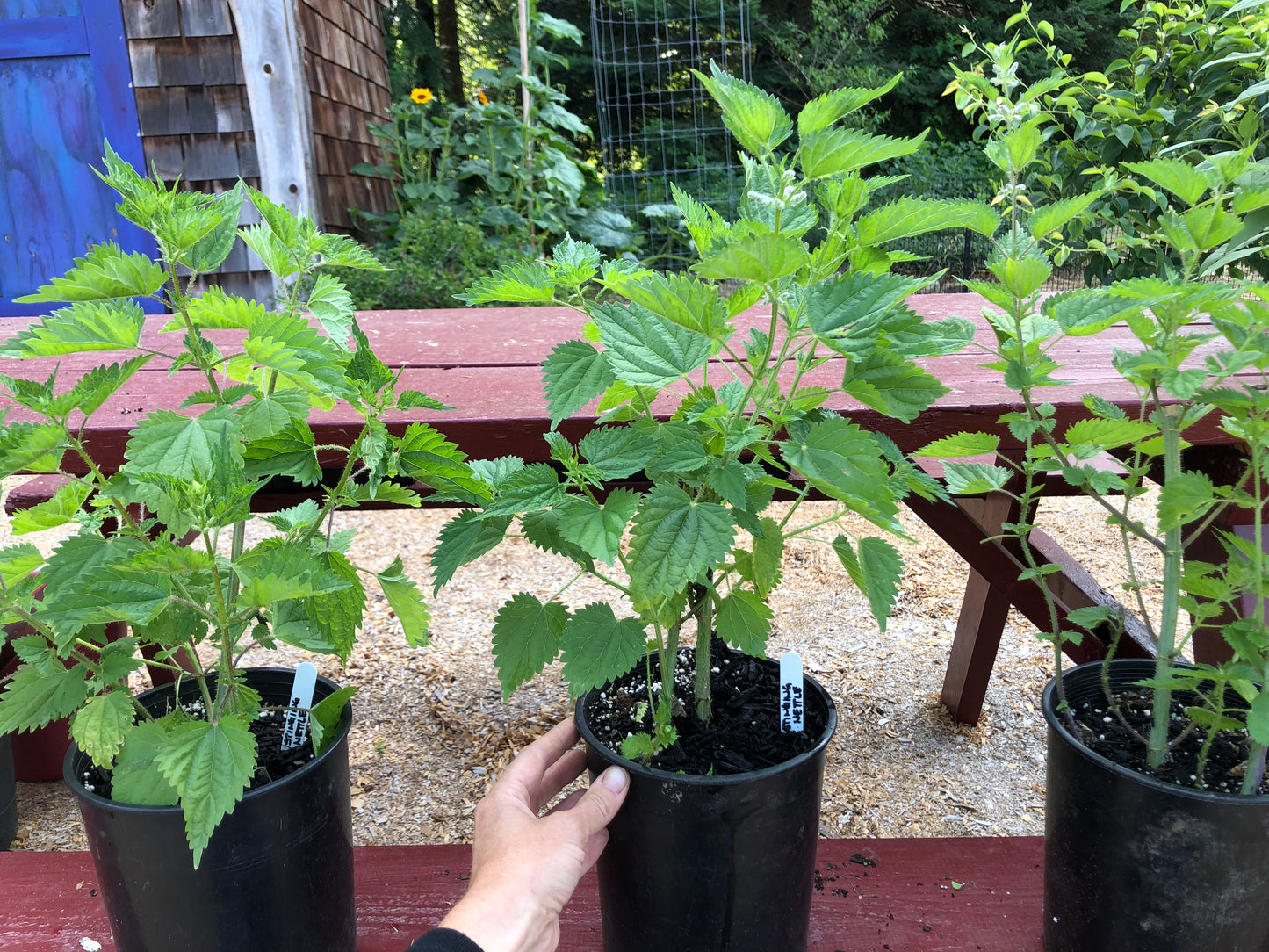 Stinging Nettle Plants