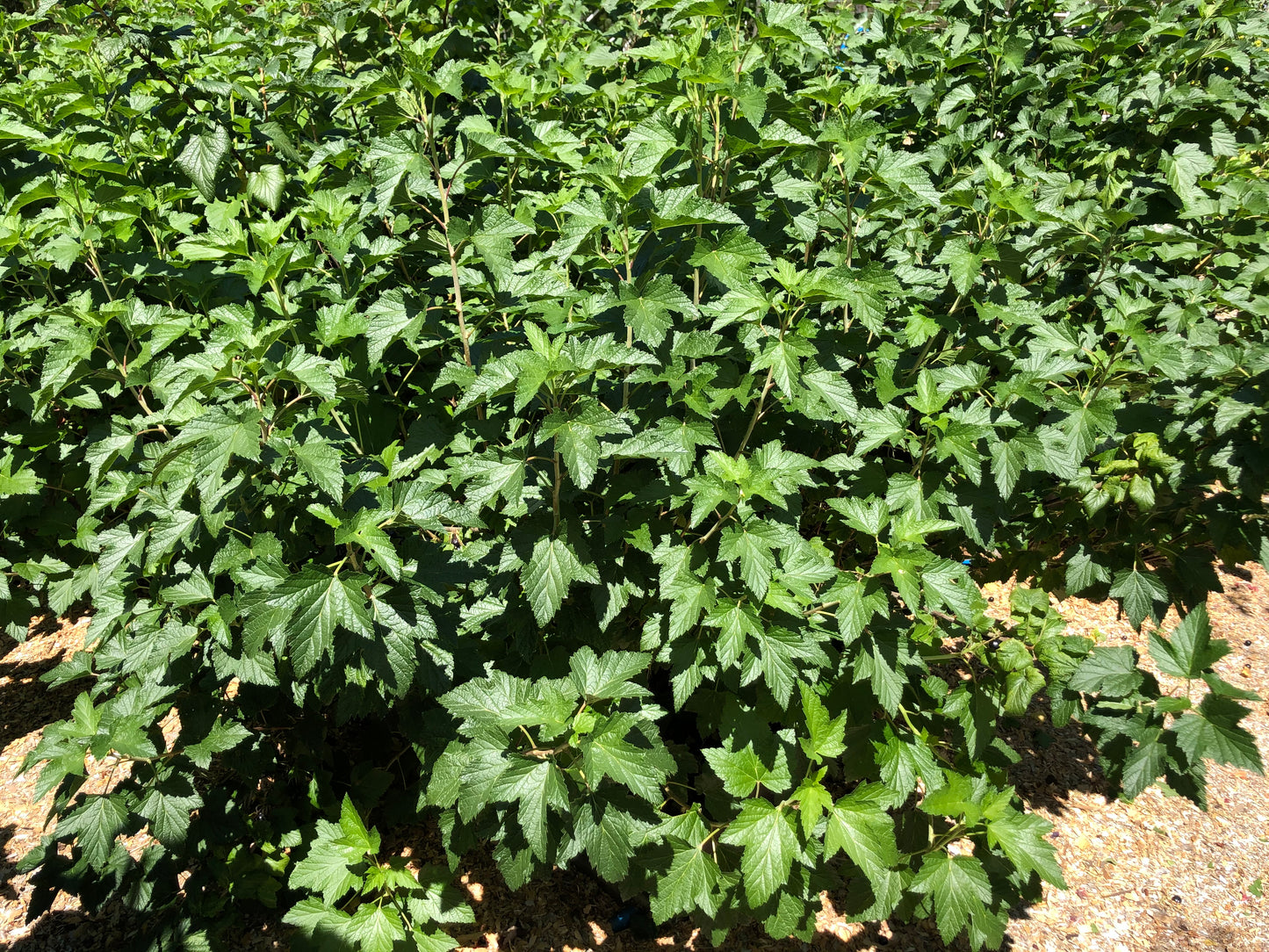 Blackcurrant Cuttings