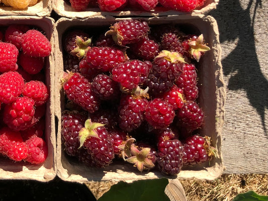 Tayberry Plants