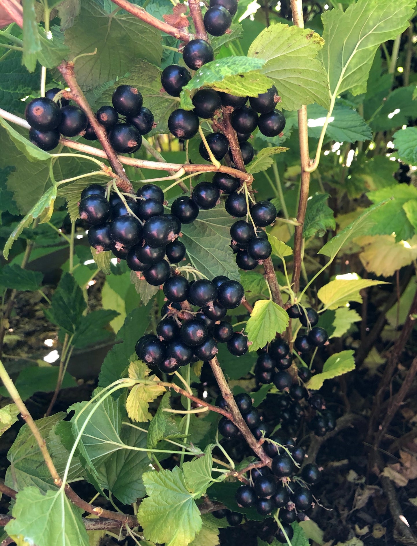 Blackcurrant Plants