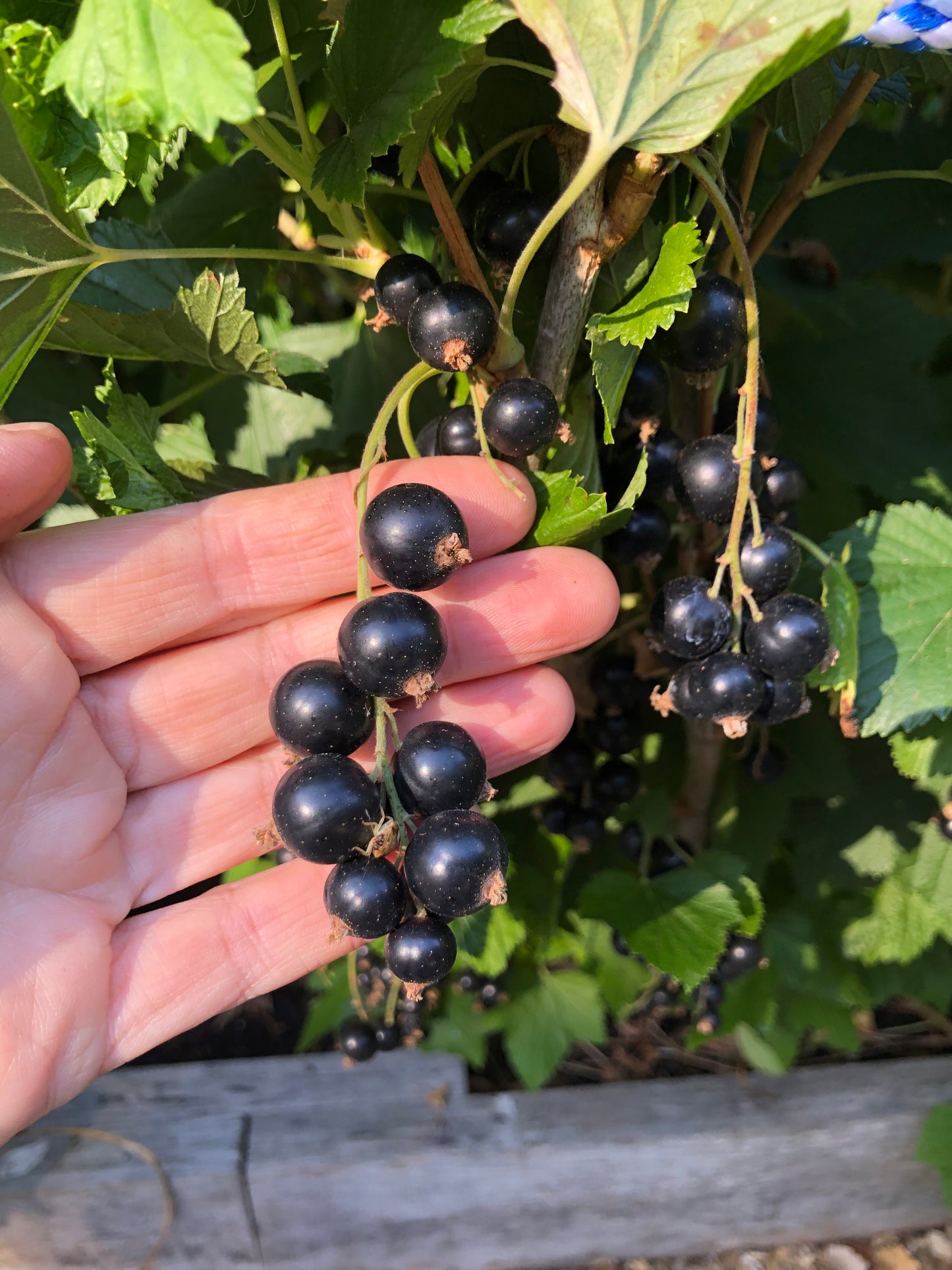 Blackcurrant Plants