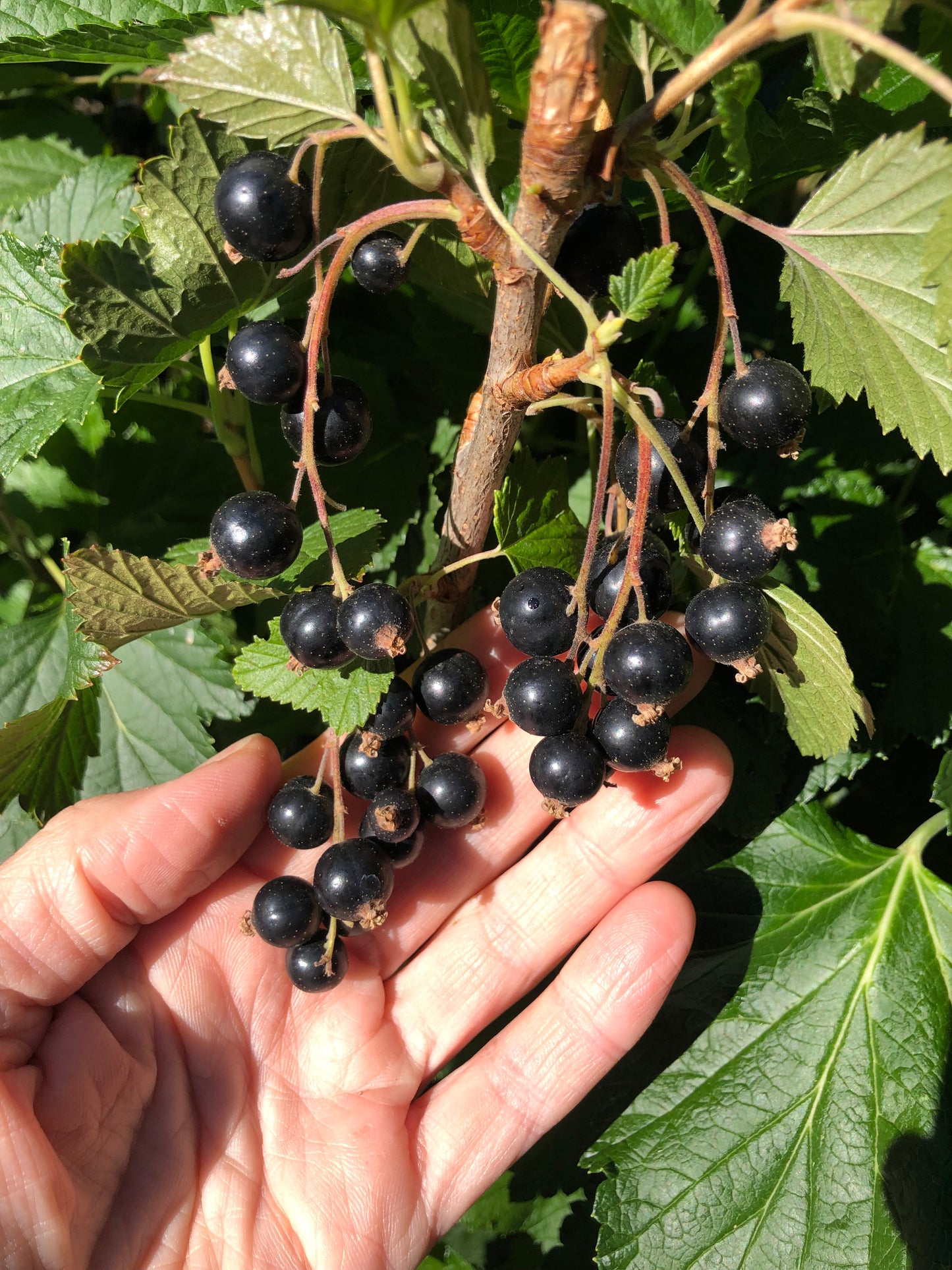 Blackcurrant Cuttings